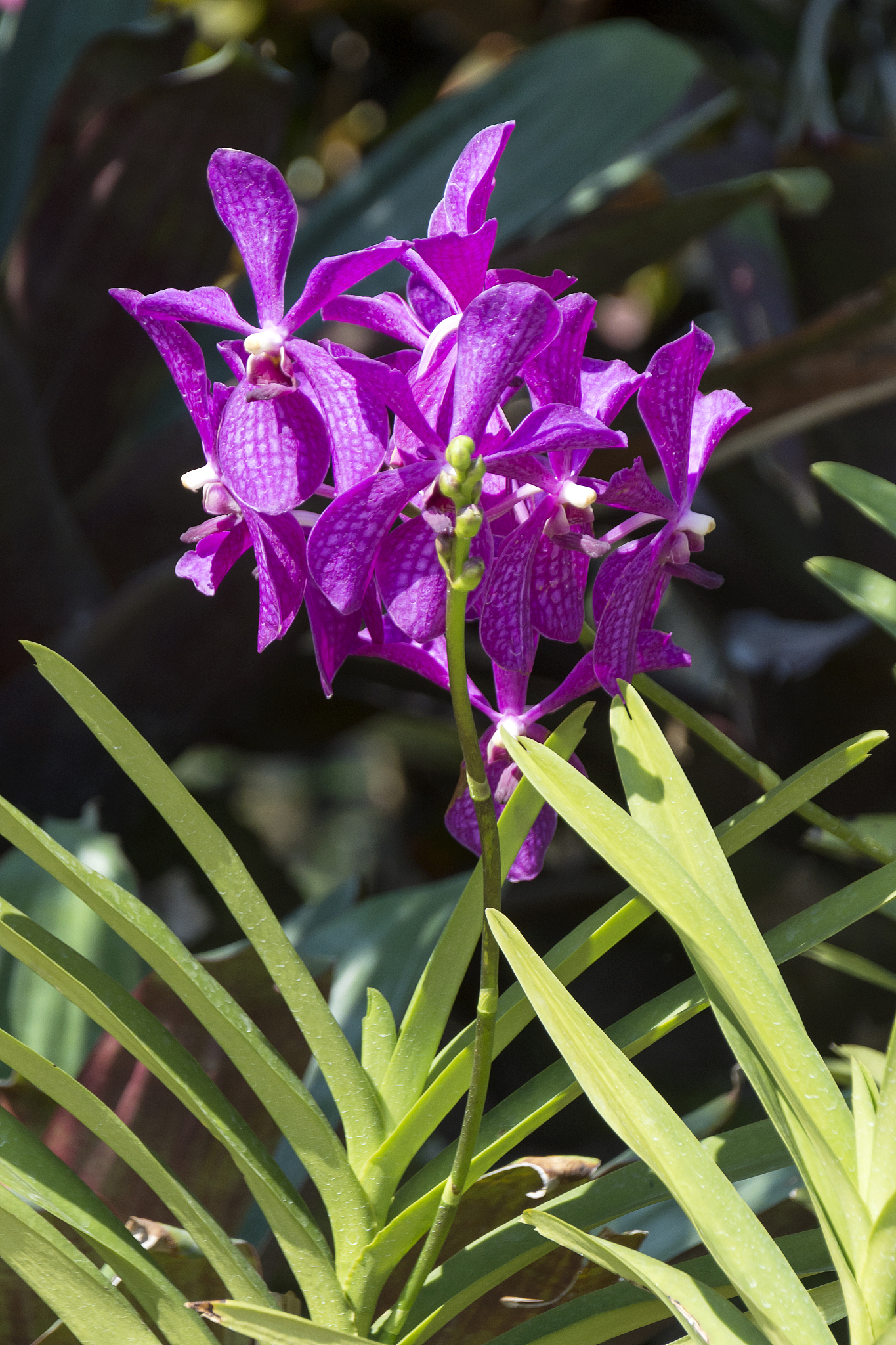 purple vanda orchid flowers in the garden