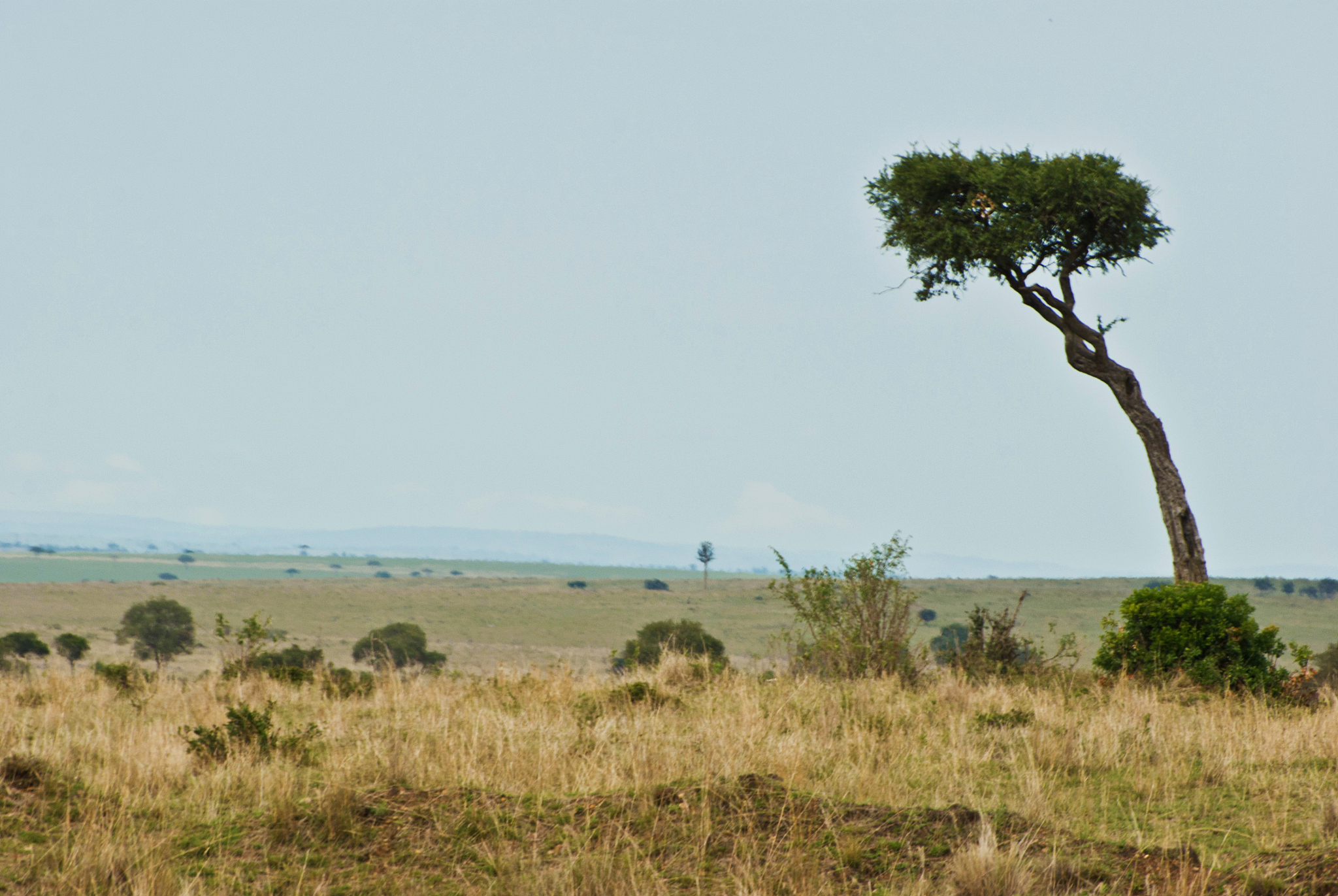 为什么温带草原带转弯延伸到青藏高原的东边？