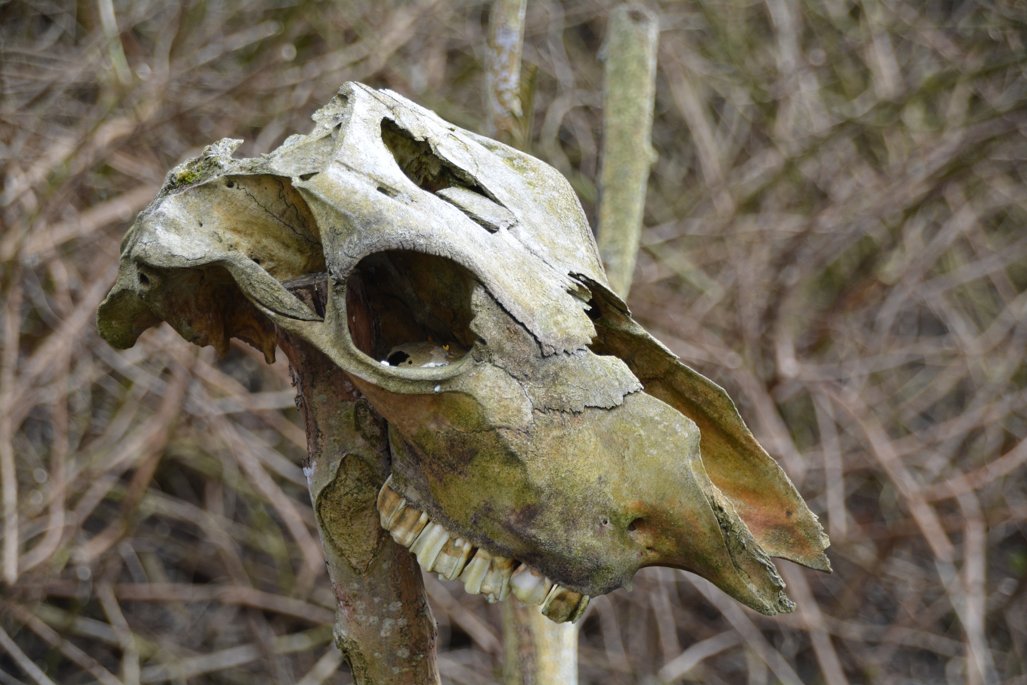 close-up of dead animal skull