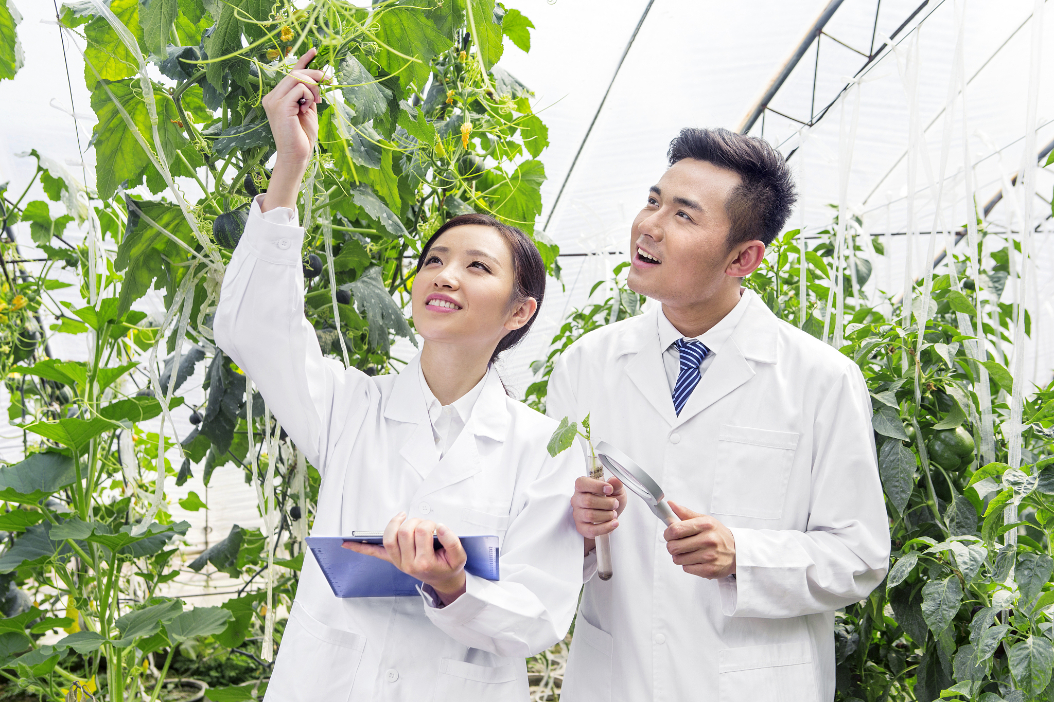 正在大棚里进行科学研究的青年男女