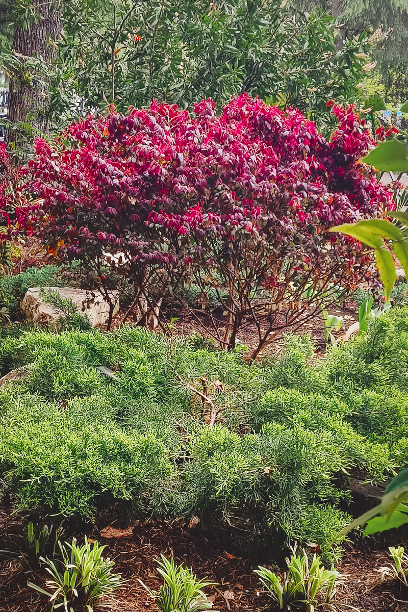 红榉树 vs 紫薇树：哪种更值钱？