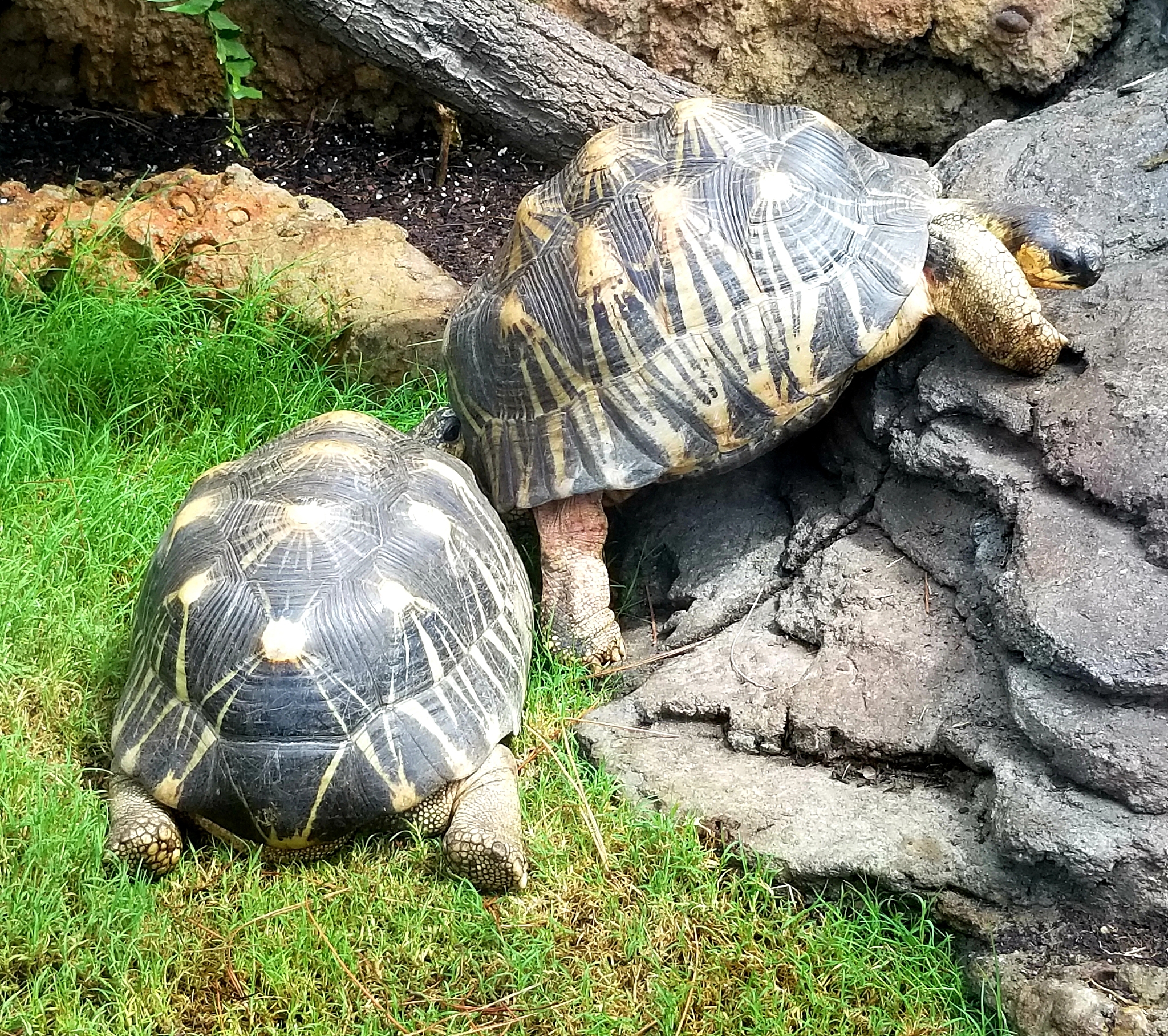 giant tortoise