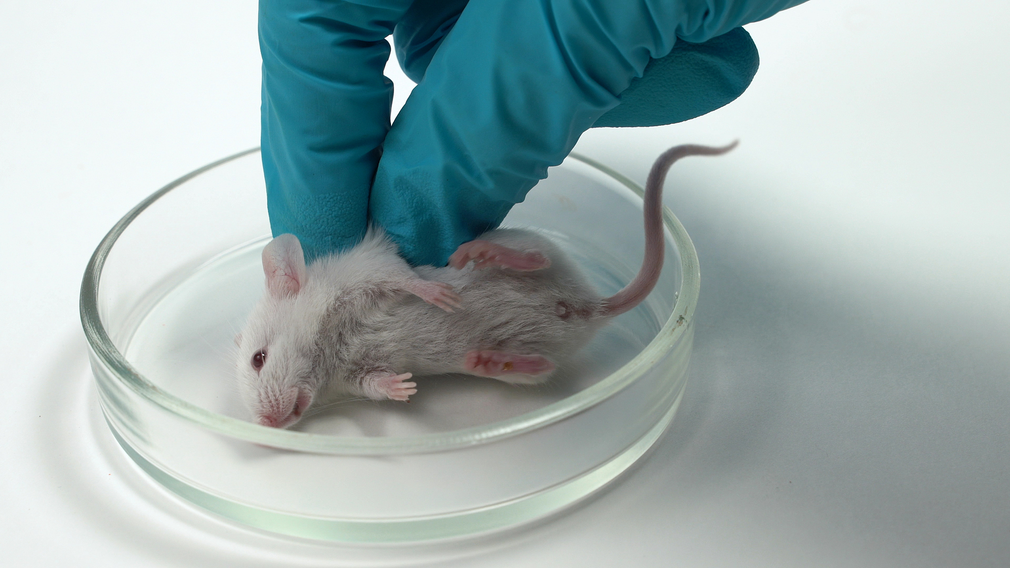 口服途径病毒感染小鼠模型：机制、应用与研究进展