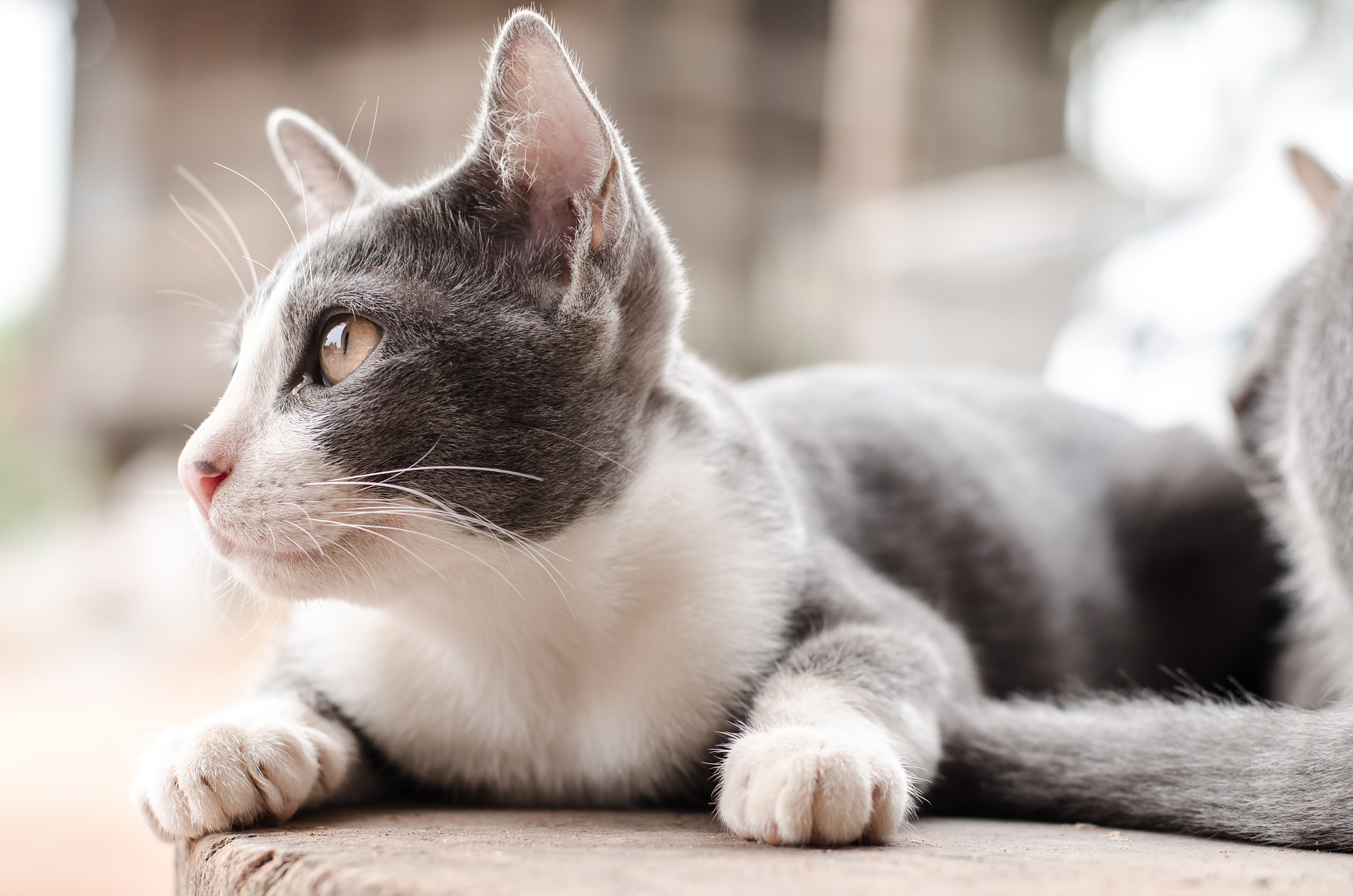cute cat