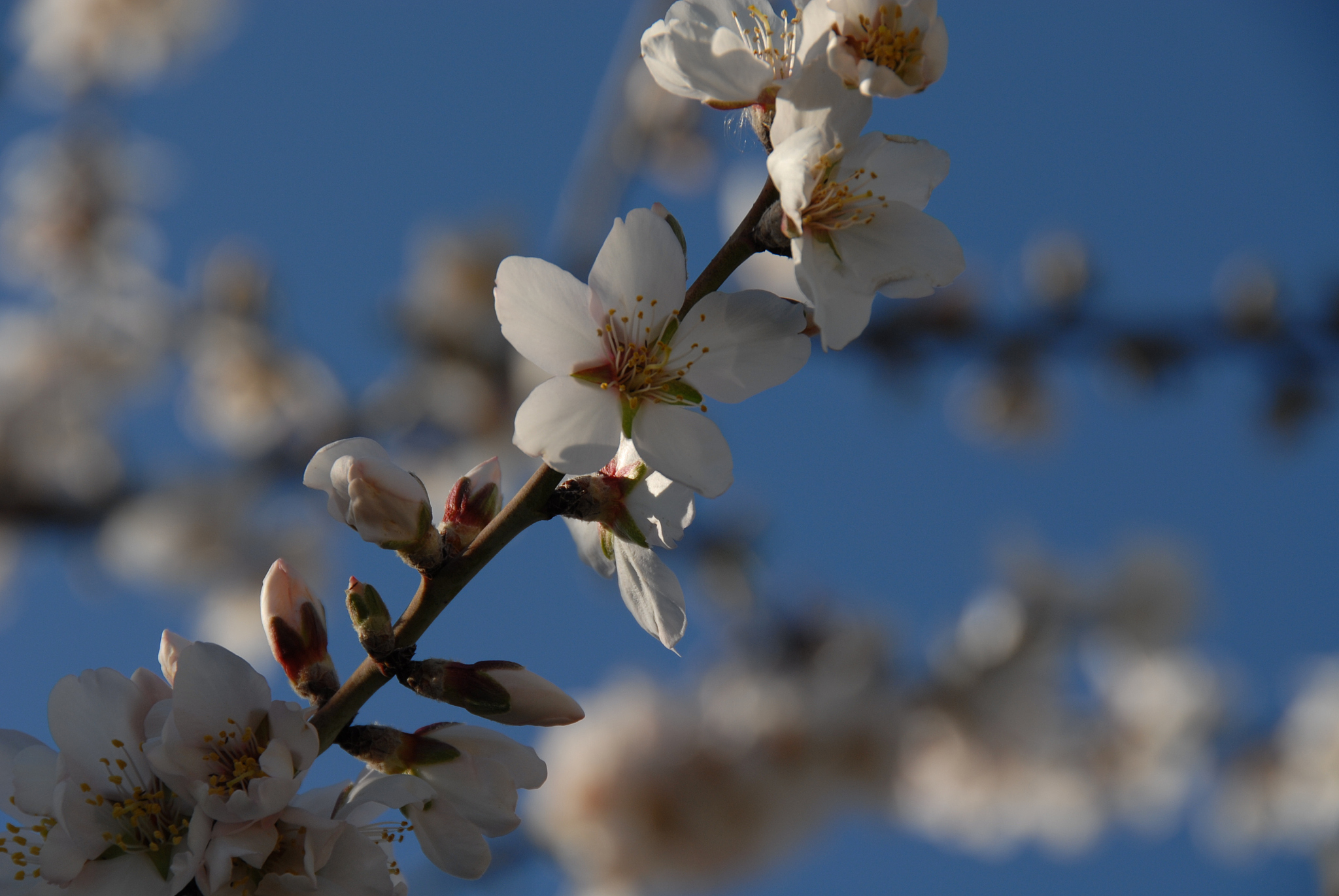 mandelblüte in spanien