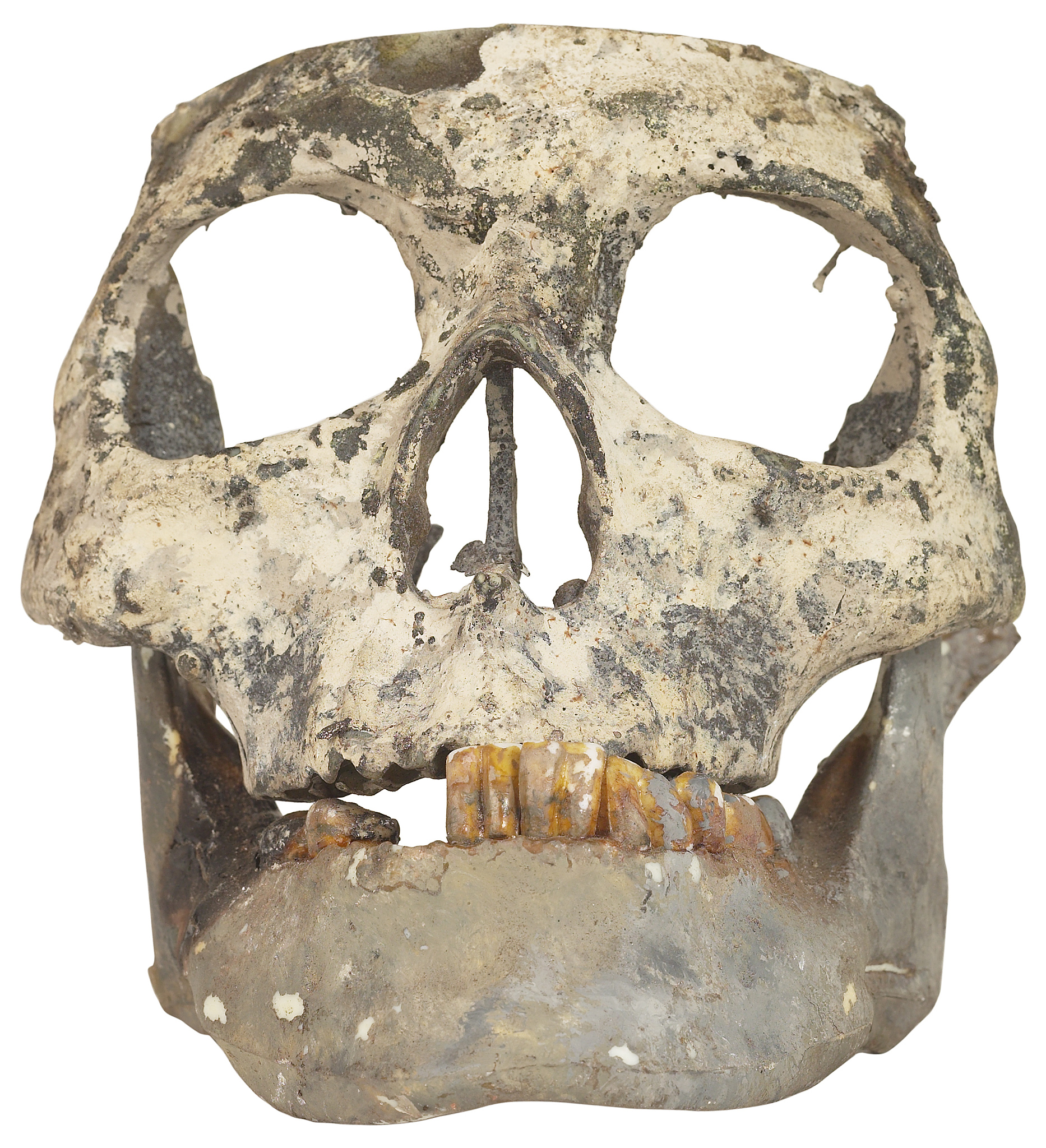 大学生进行古人类头骨调研的意义