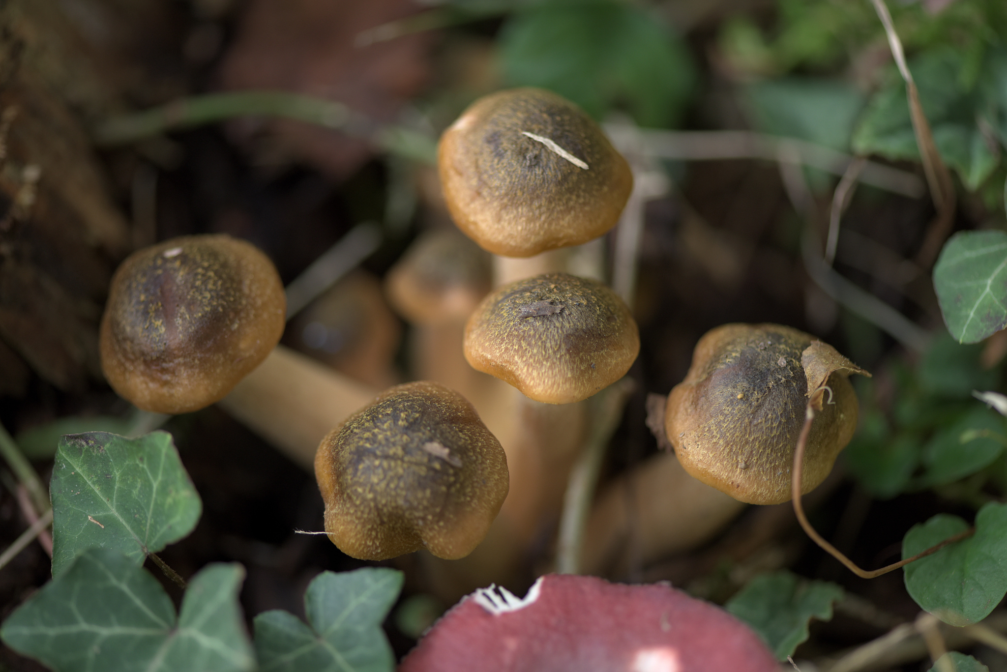 菇娘茎部烂怎么处理 解决步骤帮我用200字详细描述