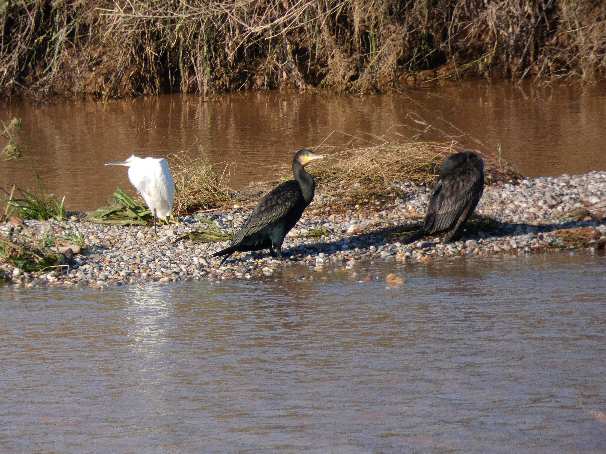 帮我做一份动物的PPT有内容图片介绍图片从网上搜