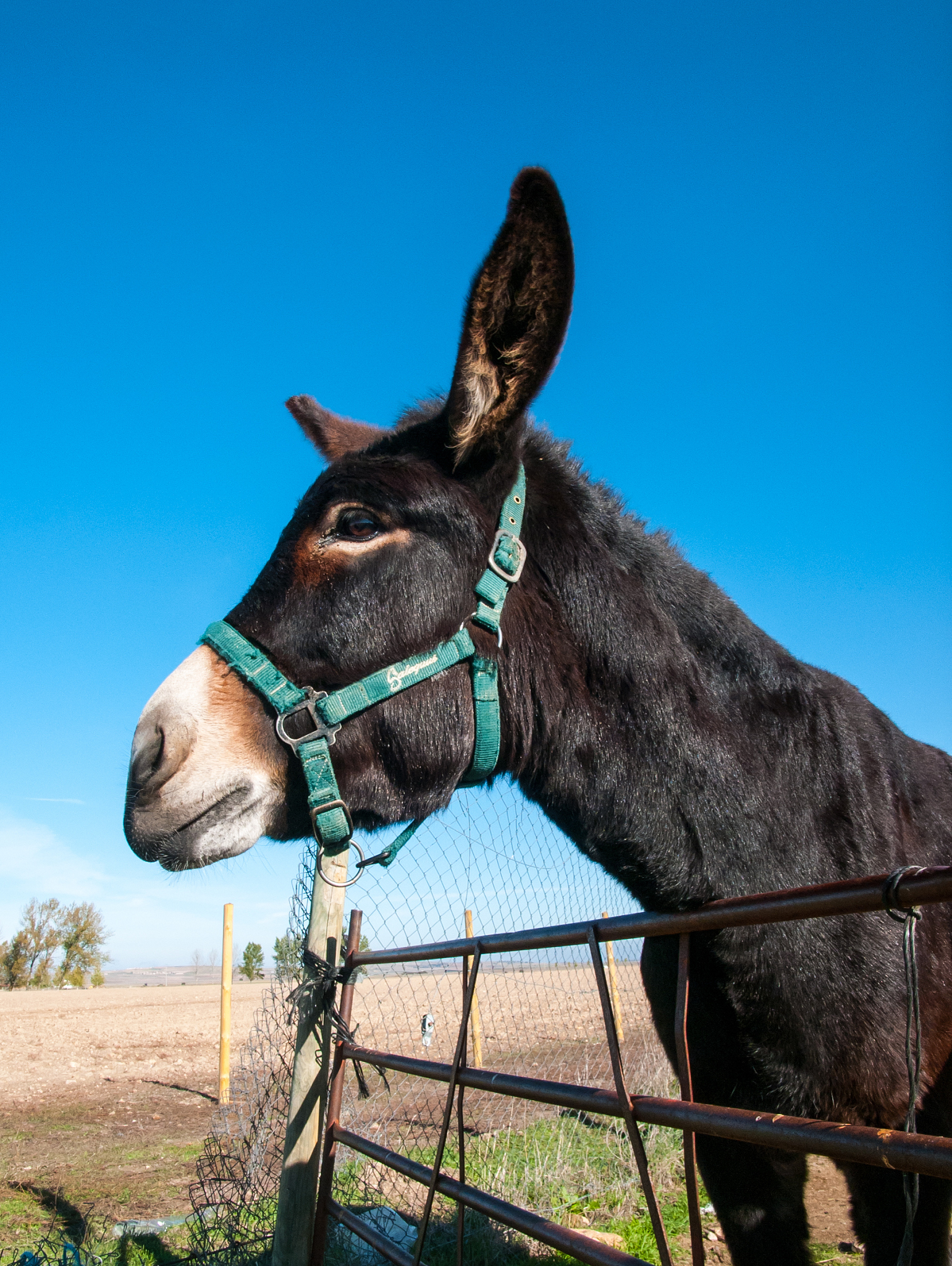 brown donkey portrait