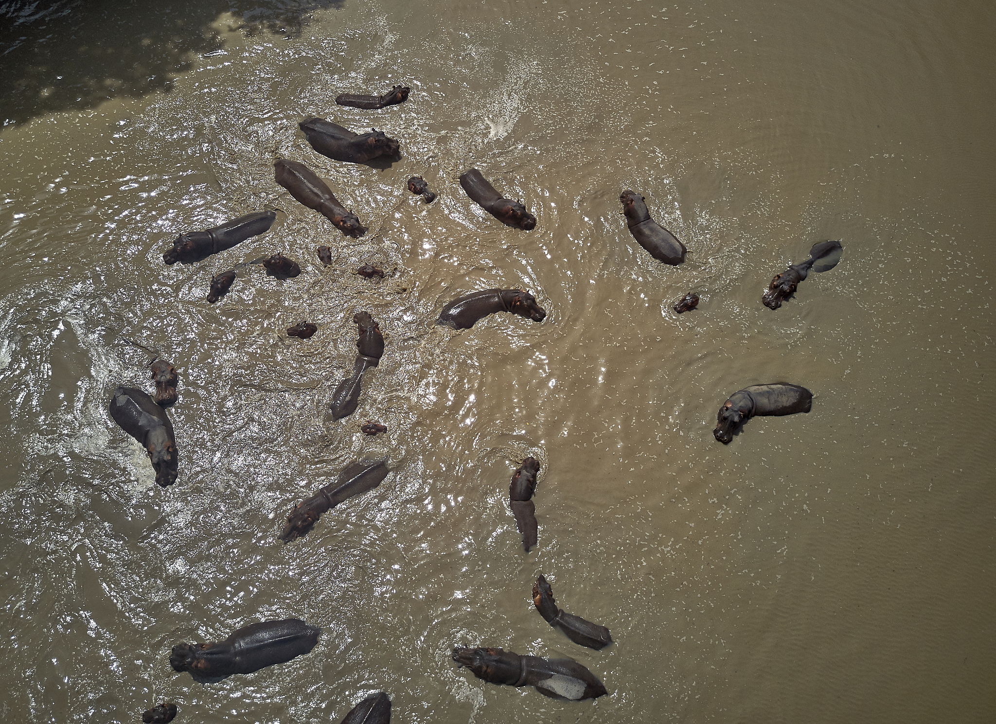 benin, aerial view of herd of hippos swimming in brown pendjari 