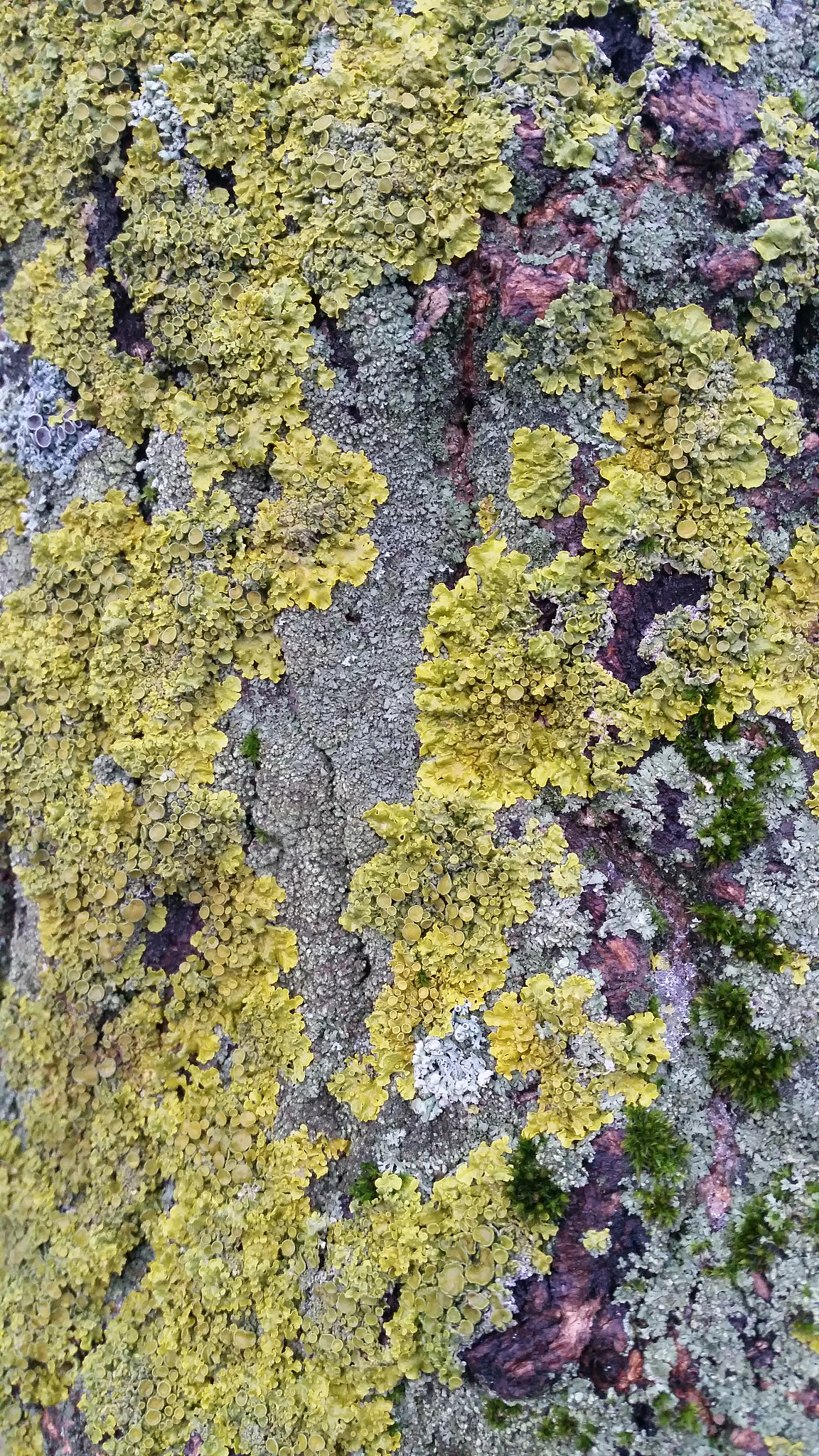 tree texture