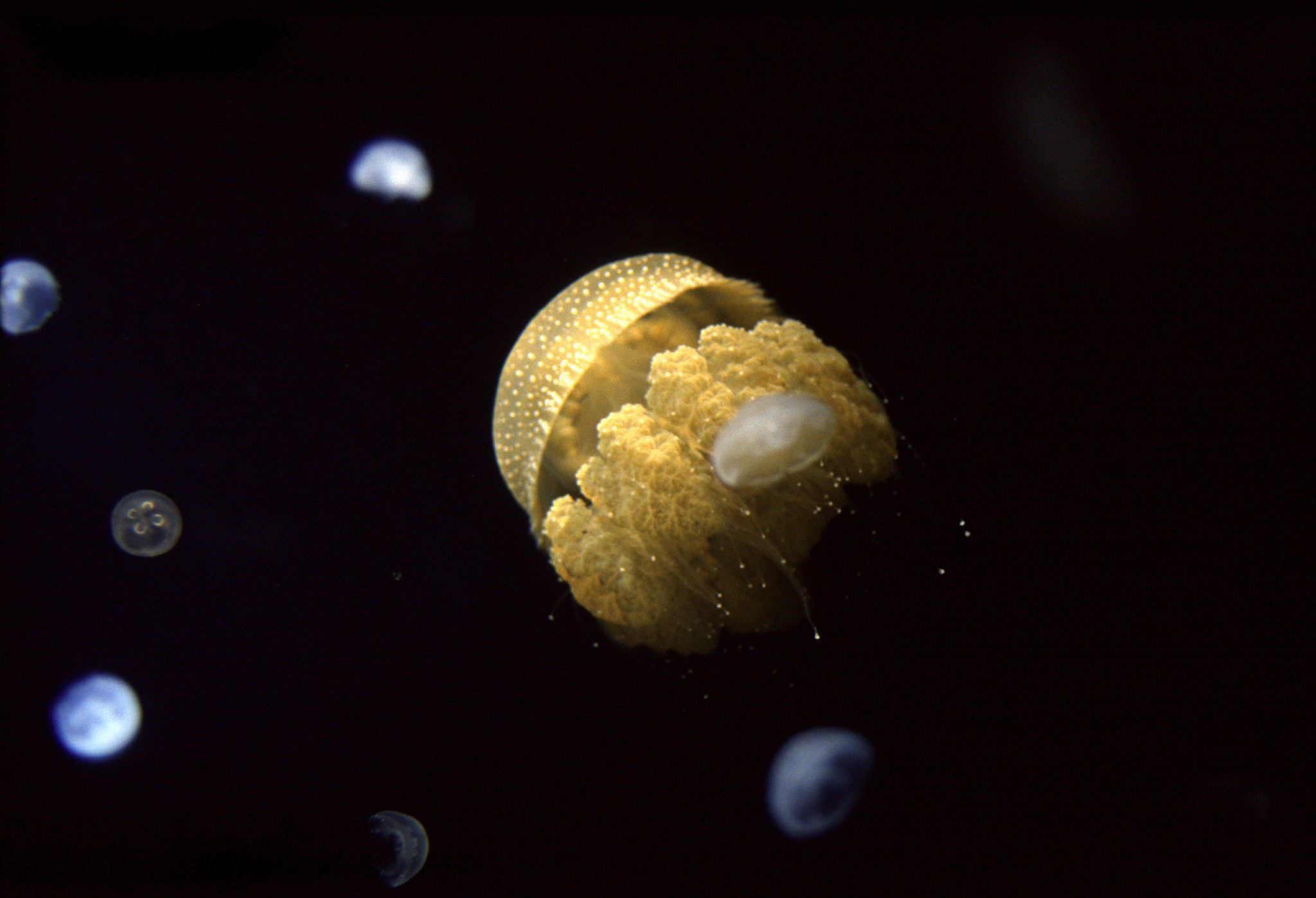 jellyfish