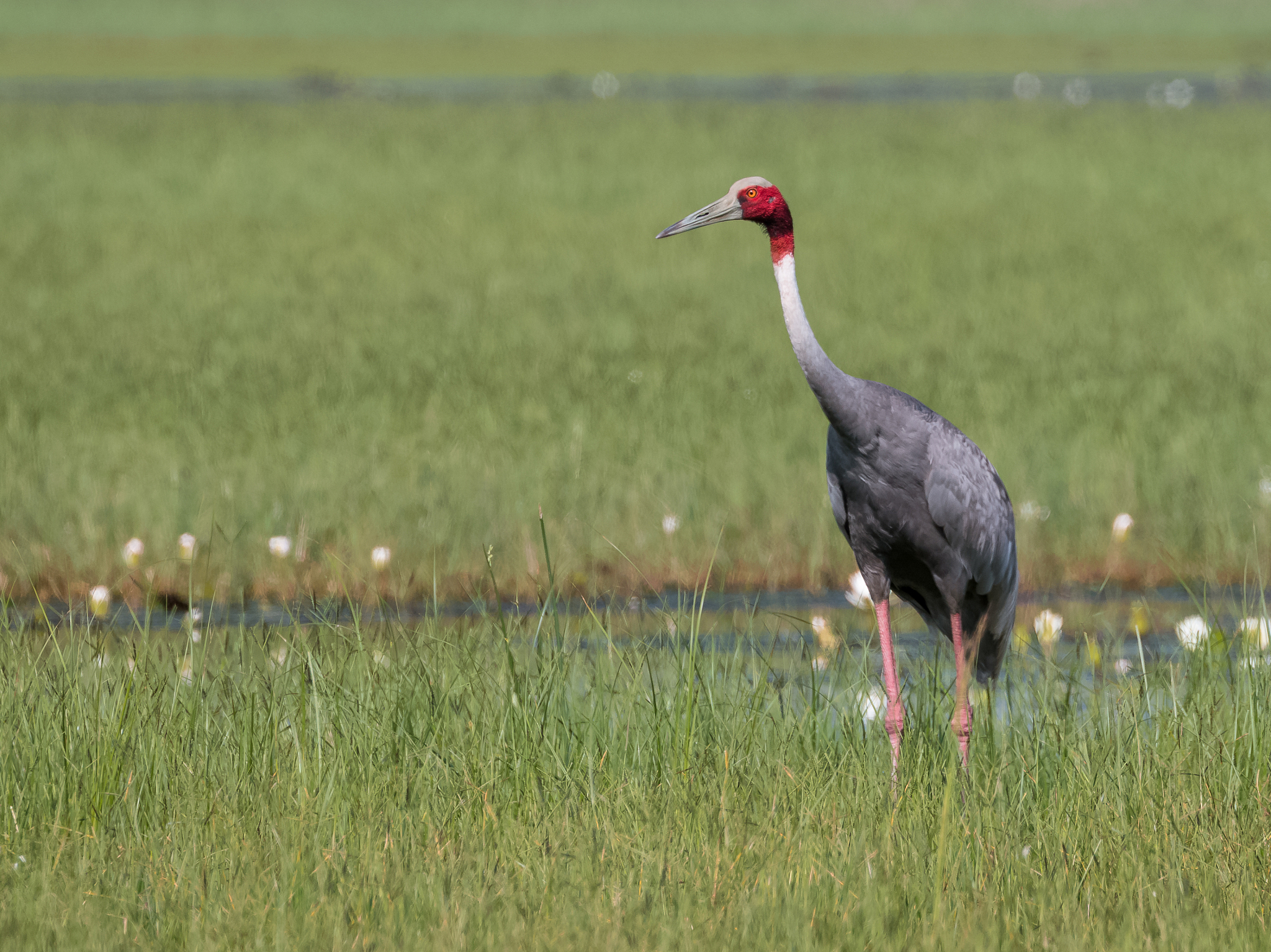 sarus crane bird watching