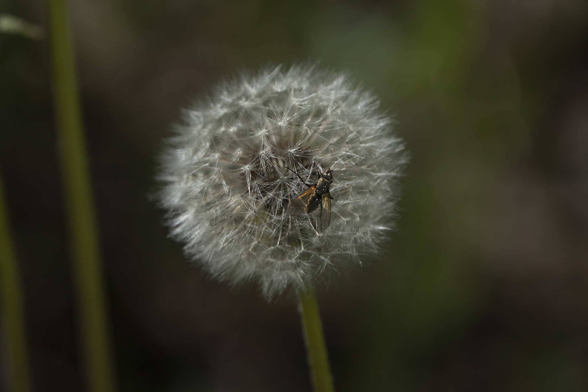 EUPHYTICA期刊的介绍？