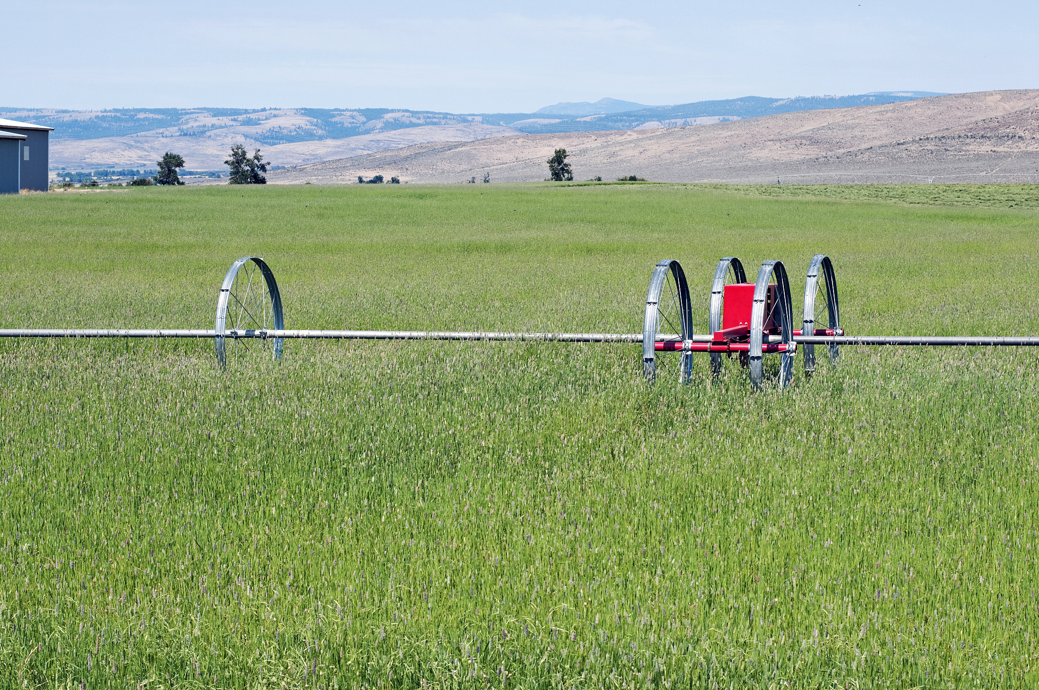 苜蓿国内外种植面积苜蓿是世界上广泛种植的牧草之一其种植面积在全球范围内非常广泛。根据国际牧草联合会International Grassland Congress的数据全球苜蓿种植面积约为25亿公顷。其中欧洲和北美洲是苜蓿种植面积最大的地区。在中国苜蓿也是广泛种植的牧草之一。根据中国农业部的数据中国苜蓿种植面积在近年来呈现逐年增长的趋势。2019年中国苜蓿种植面积达到了约1100万公顷。其中主要分