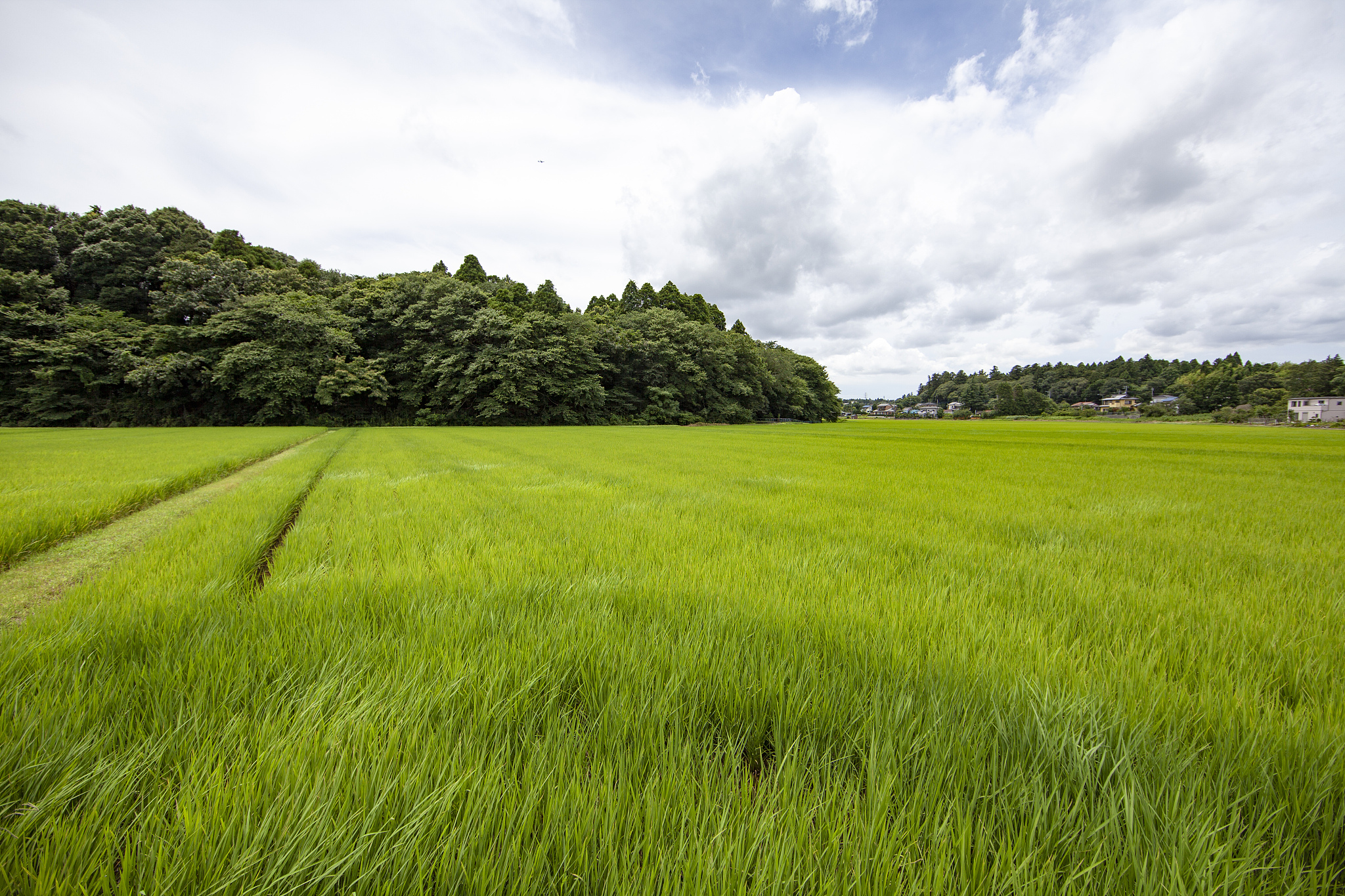 福建农业职业技术学院连锁经营管理专业学什么？课程内容详解