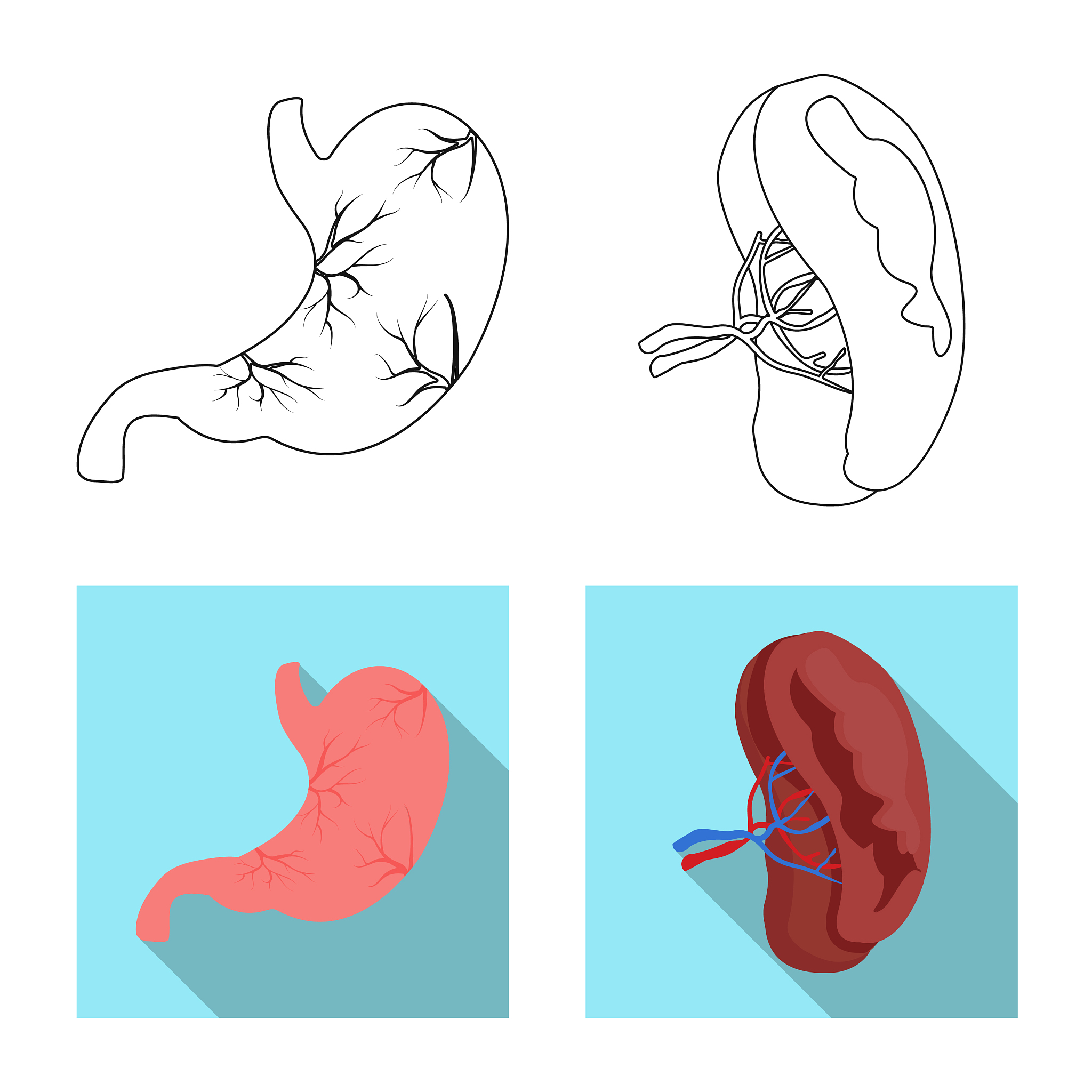 腹部听诊的内容有哪些各有何意义