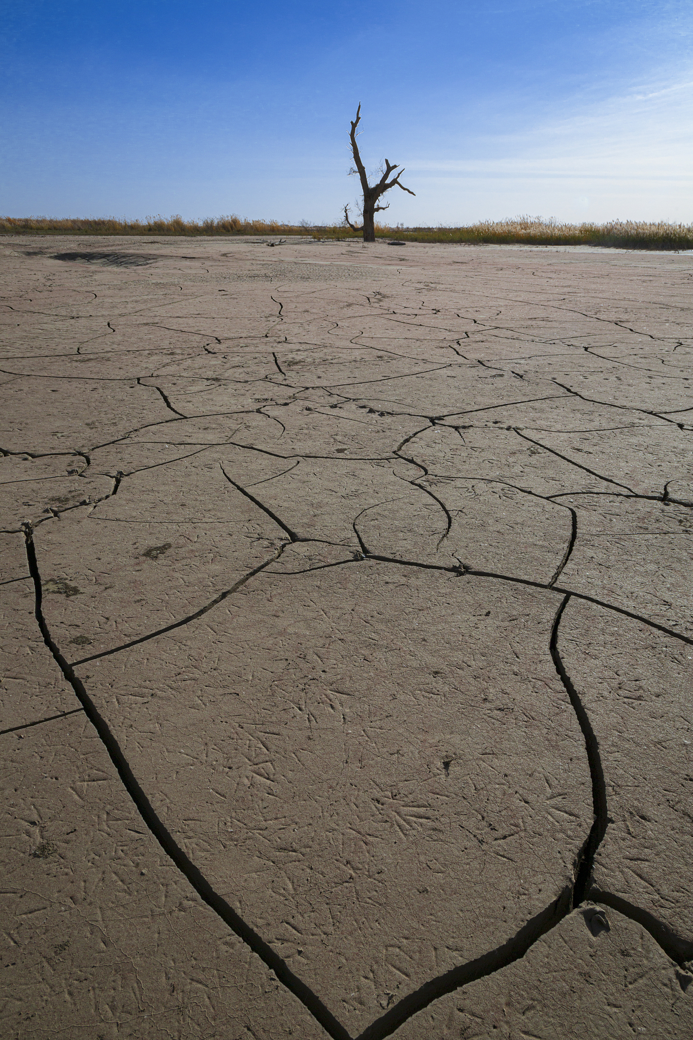 Journal of Arid Environments: 干旱环境研究期刊