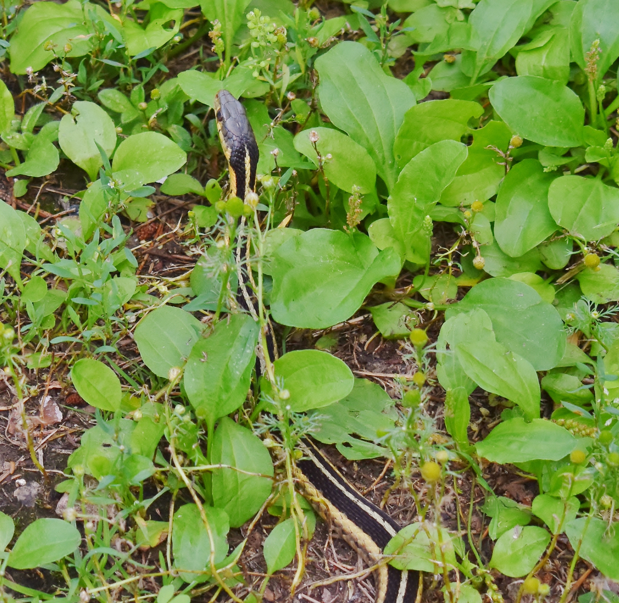用新闻体裁重新编辑以下文章世卫组织曾指出马兜铃酸是一种致癌物具有肾毒性长期食用会导致癌症发生而鱼腥草里刚好有这种物质还能吃吗？ 鱼腥草又名折耳根在一些地方还会叫猪鼻拱、臭根草等是云贵川渝为之疯狂的美食也是劝退北方人的黑暗料理属于名气很大但极具争议的一种食材。 它的制作方式也多种多样除了能当佐料加入洋芋、烧烤蘸料中还能与腊肉同炒变成一盘香喷喷的炒菜。除此之外扎成捆放进火锅里煮吃起来香香脆脆味道根本不