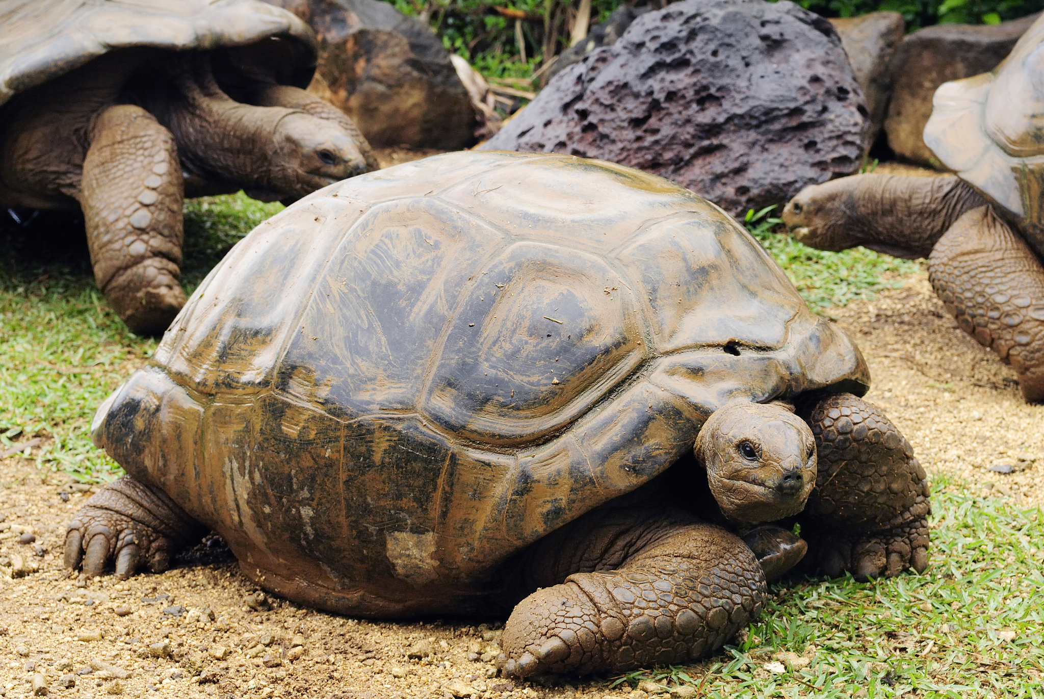giant tortoises