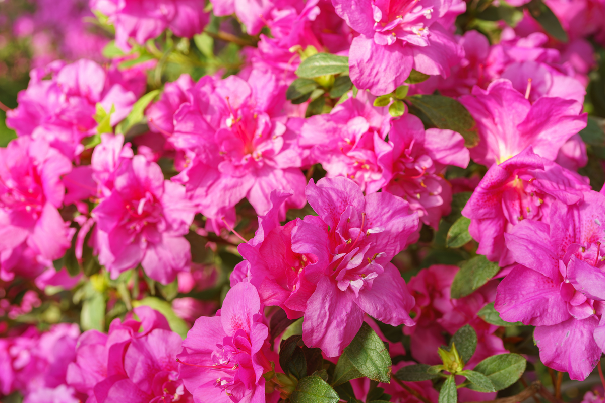 Rhododendron vernicosum Franch: 淡红至白，美丽而通透的杜鹃花