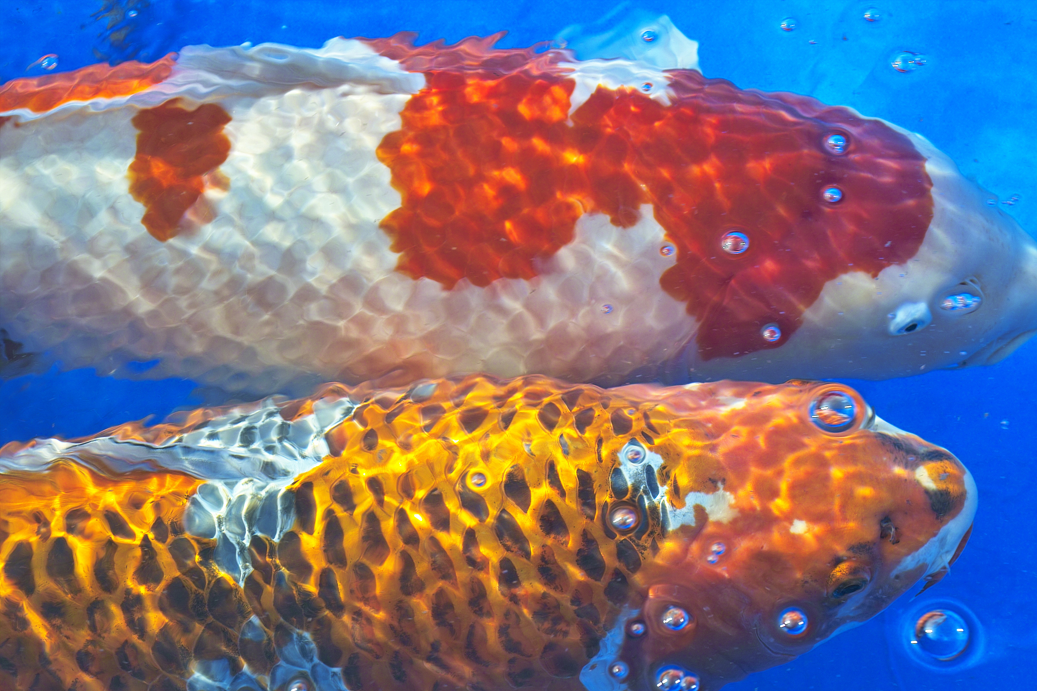 koi