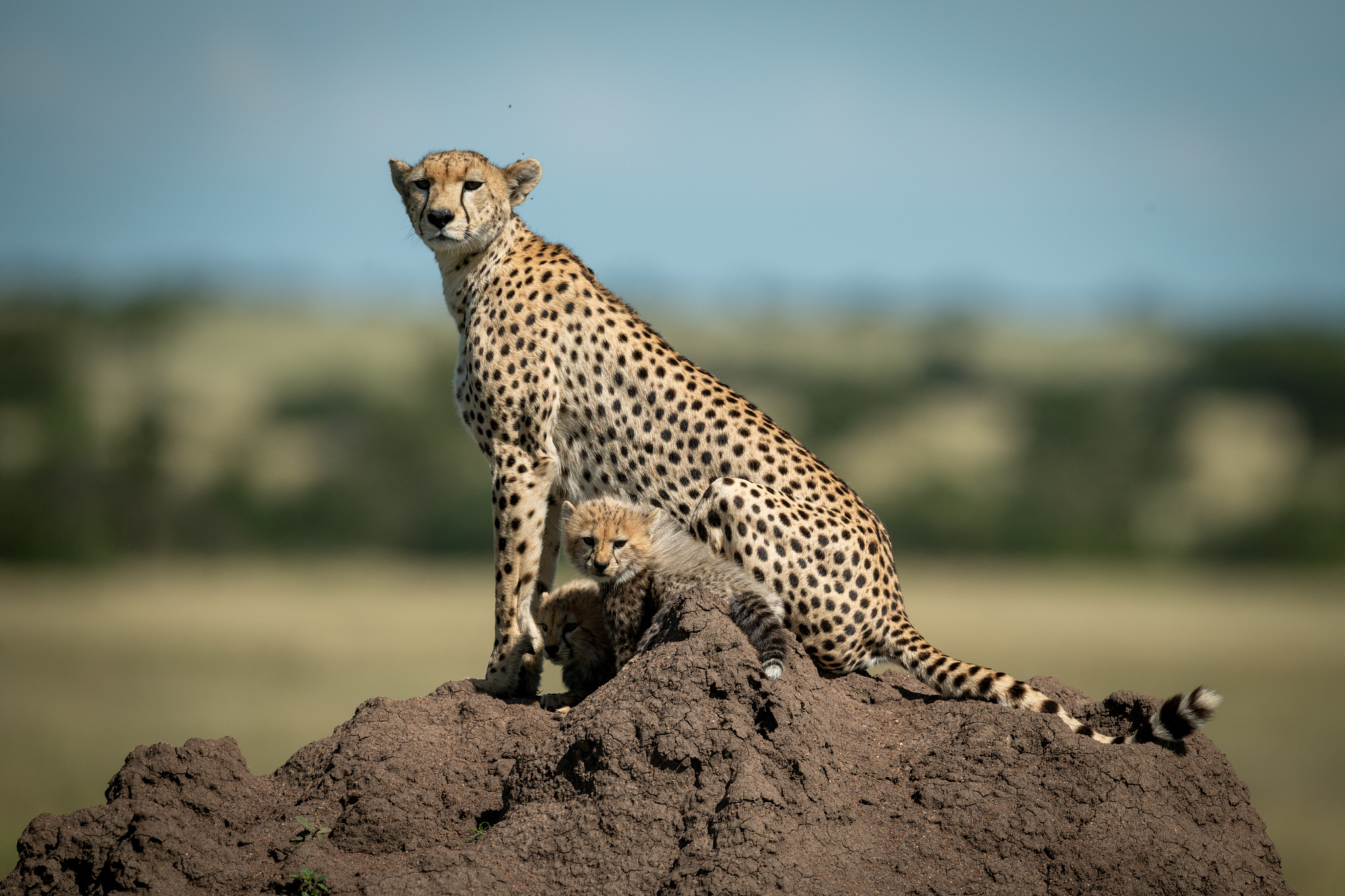 full length of cheetah sitting on rock