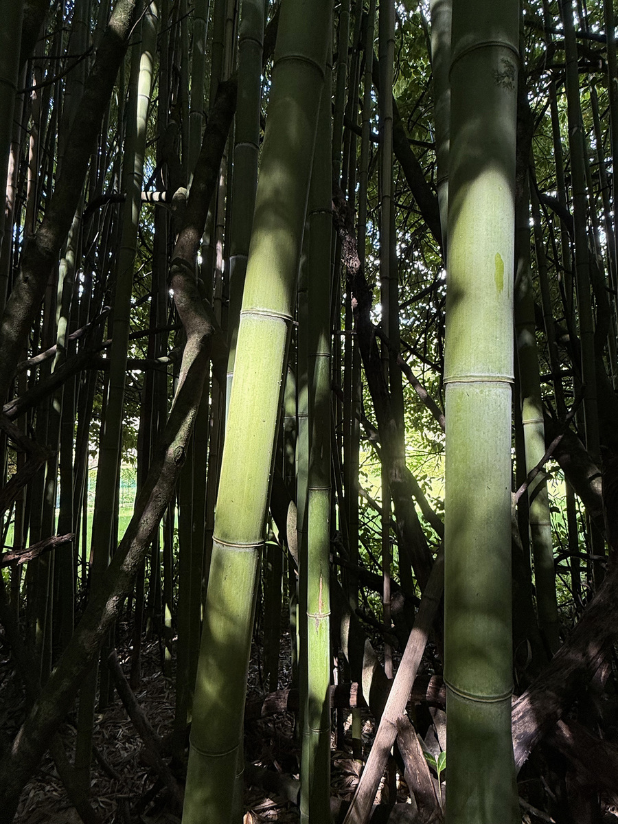 竹子