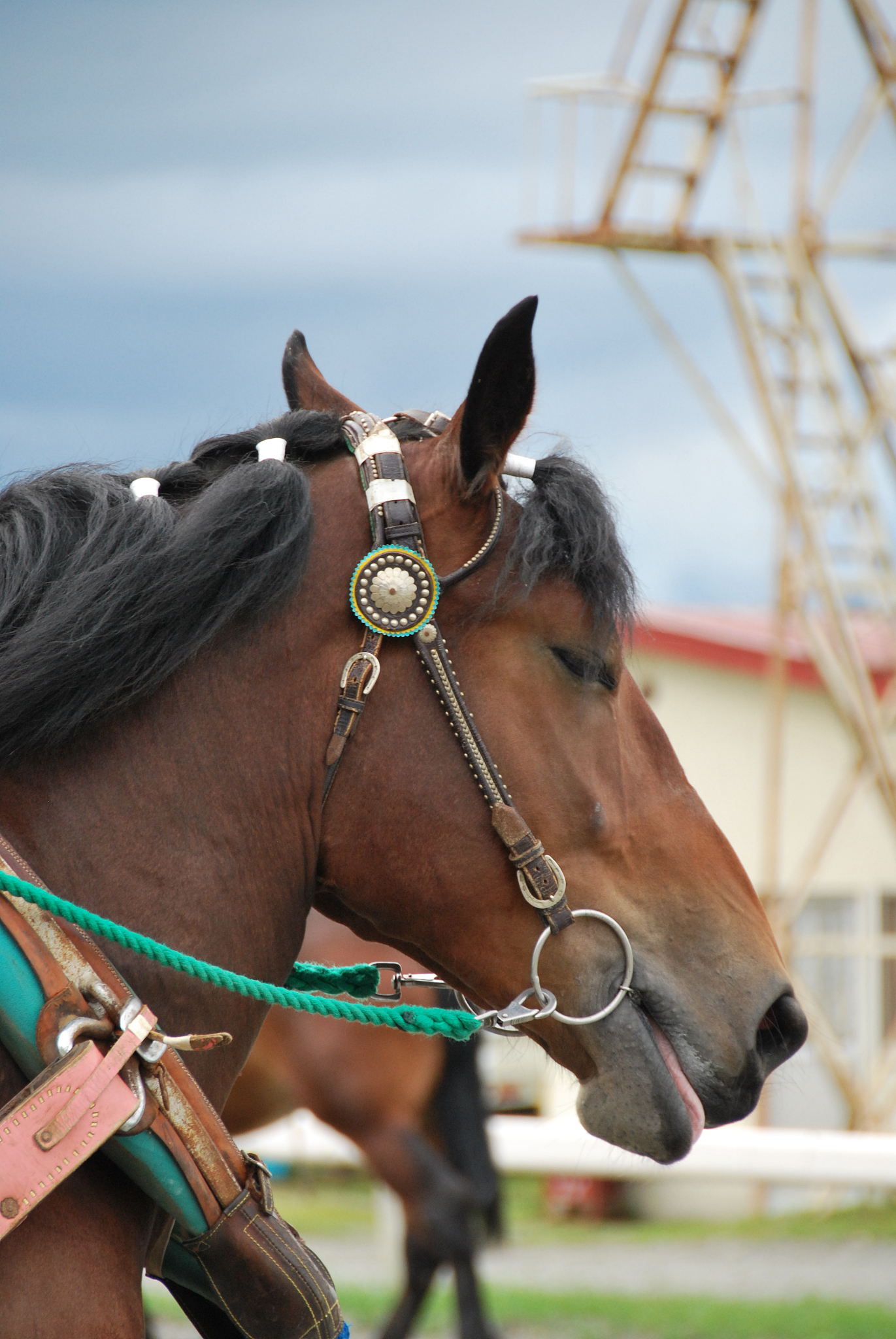 horse