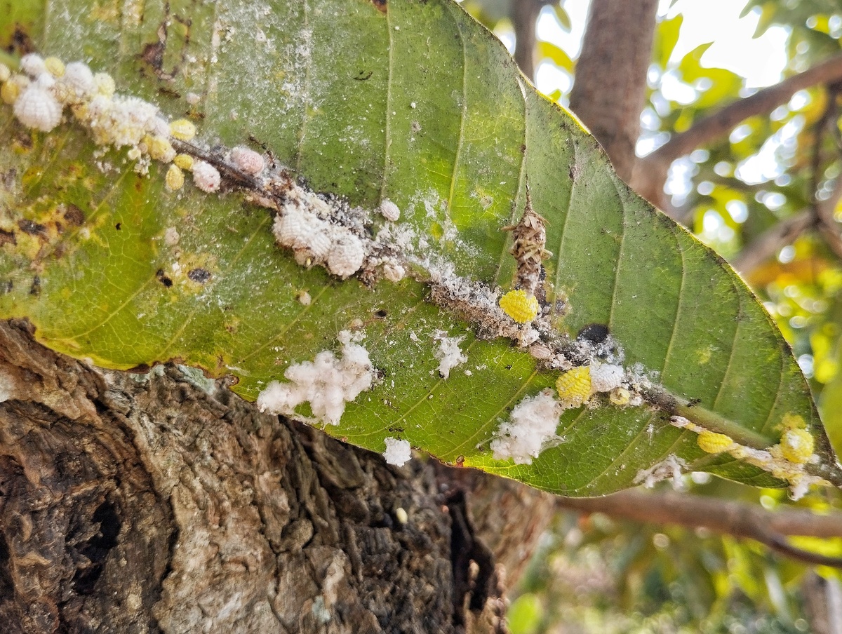 蠹怎么读？认识这种木材杀手