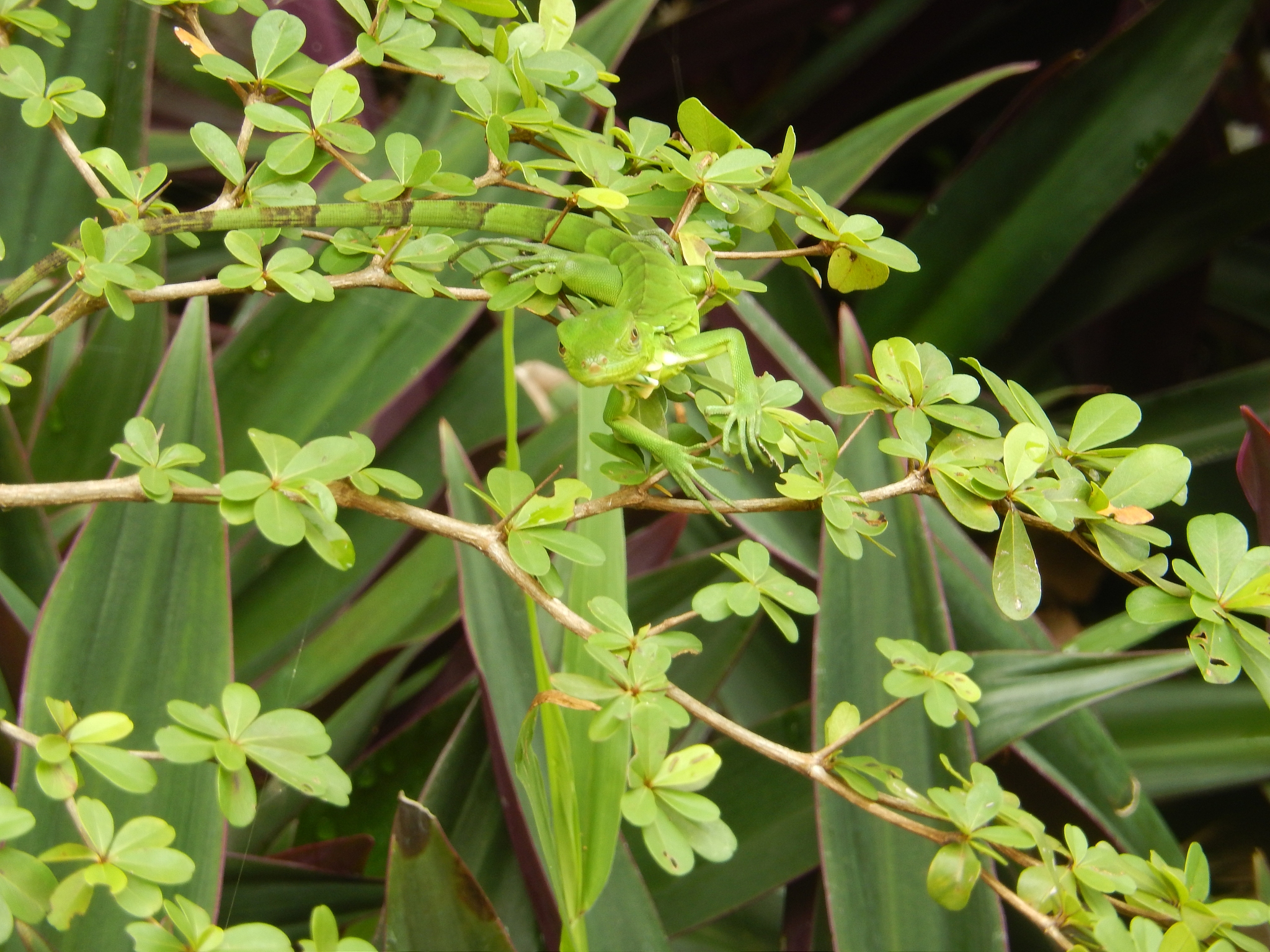 JOURNAL OF ANIMAL ECOLOGY - 创刊于1932年的动物生态学期刊