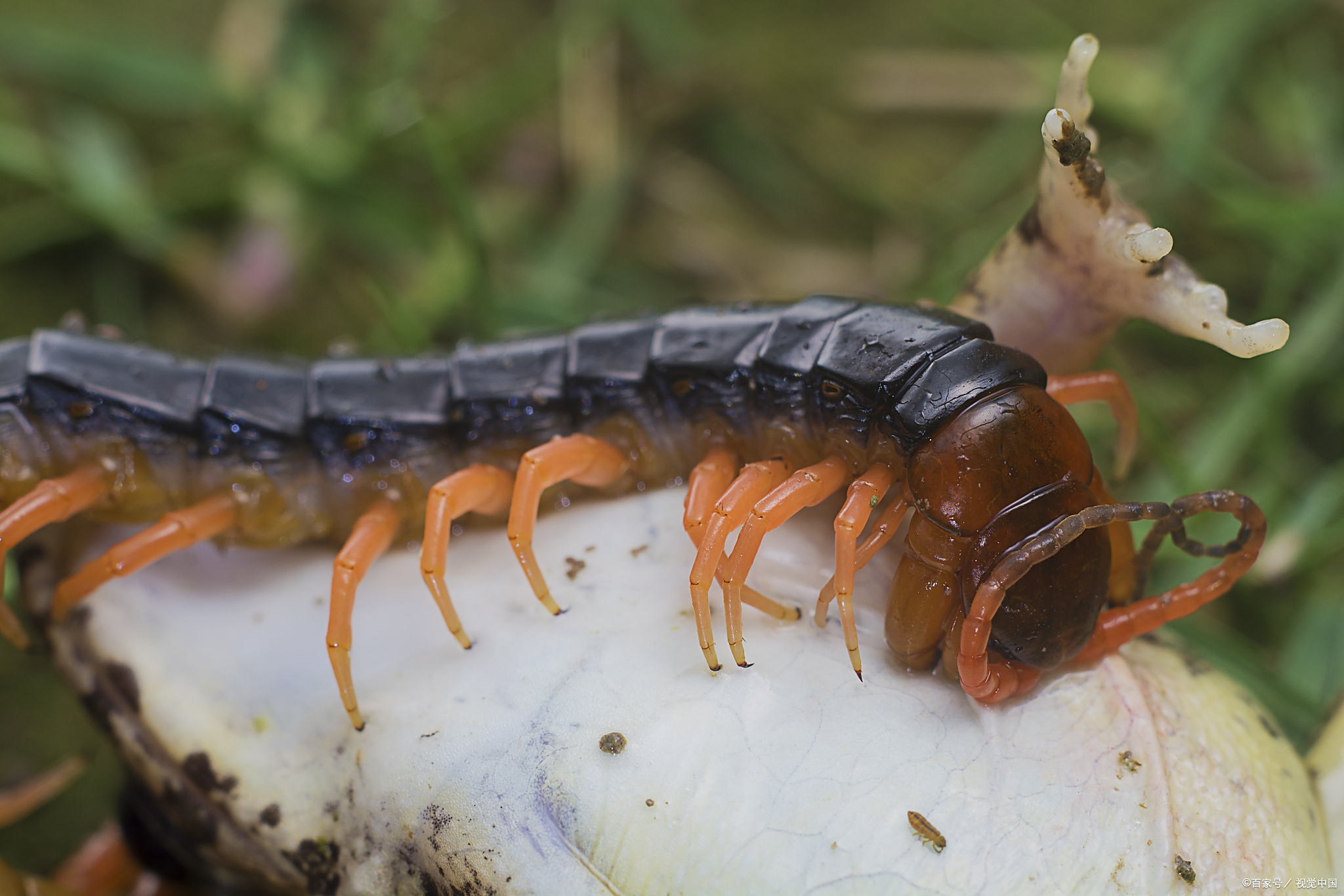 蜈蚣到底长了多少只脚?