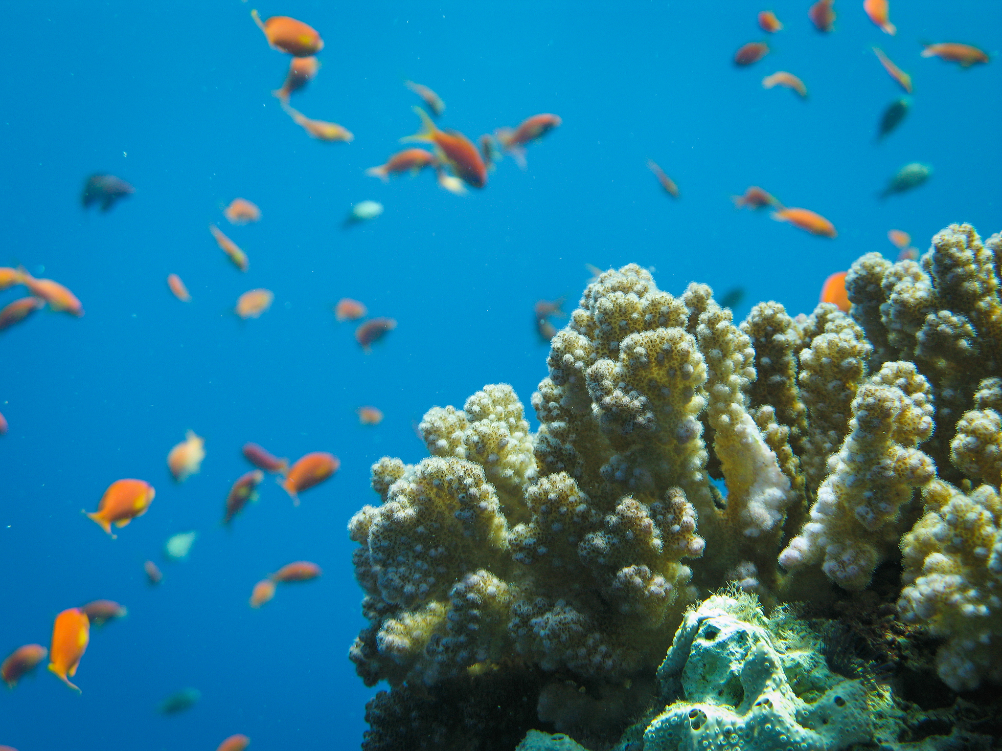underwater scenes