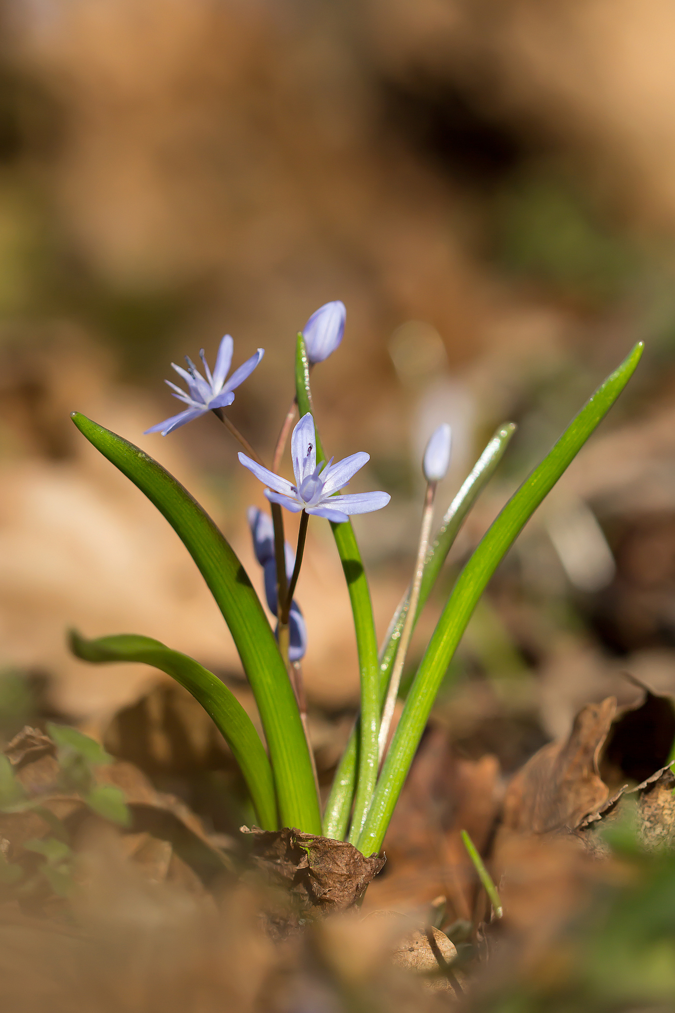 alpine squill or two leaf squill, early spring purple flower gro