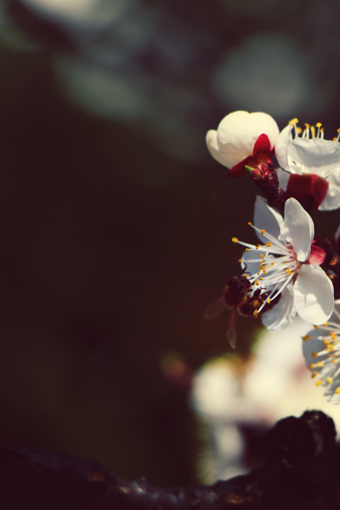 无可奈何花落去