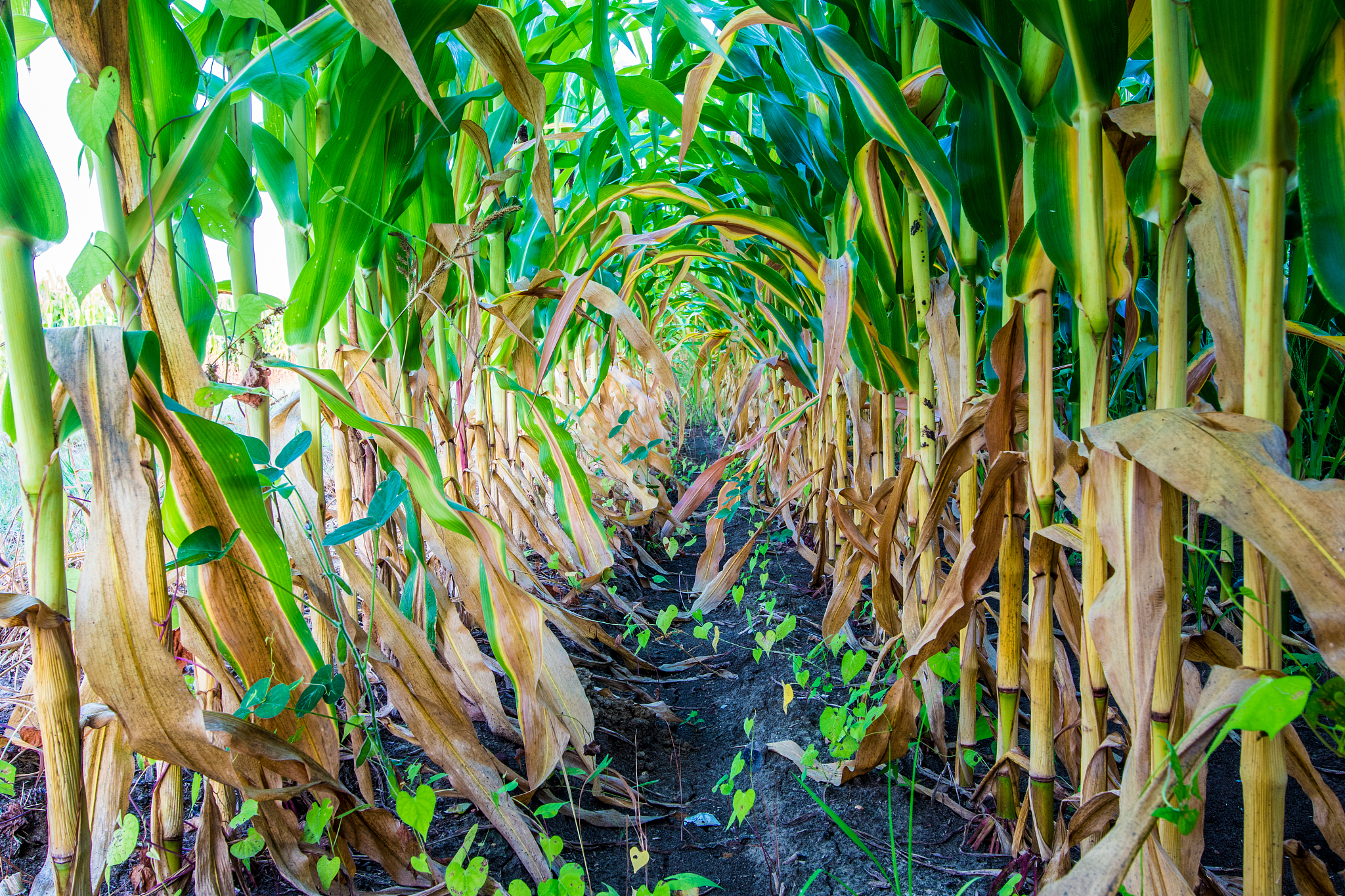 Planting Density: A Key Driver of Maize Yield and Future Potential