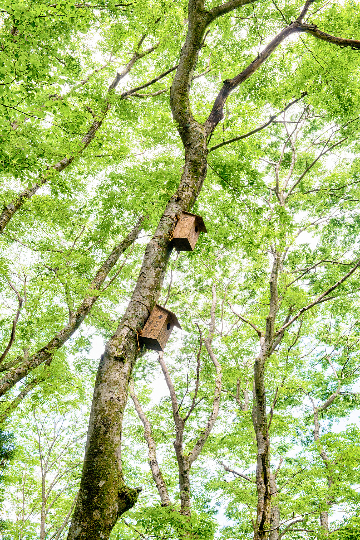 birdhouse in the forest