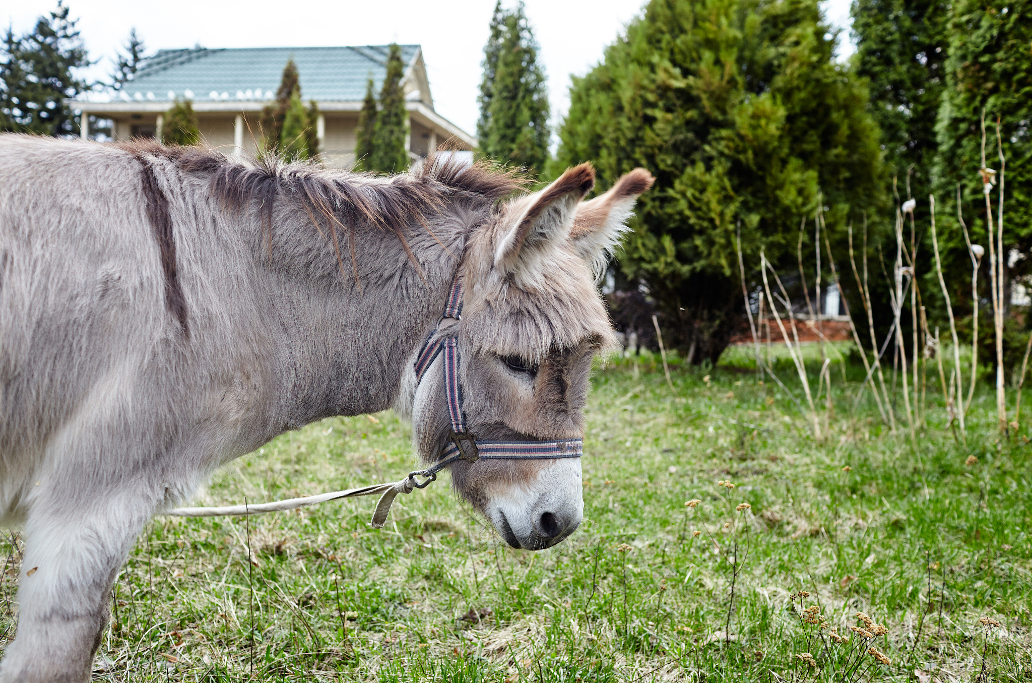 cute donkey with long mane at natural park, enjoying nice weathe