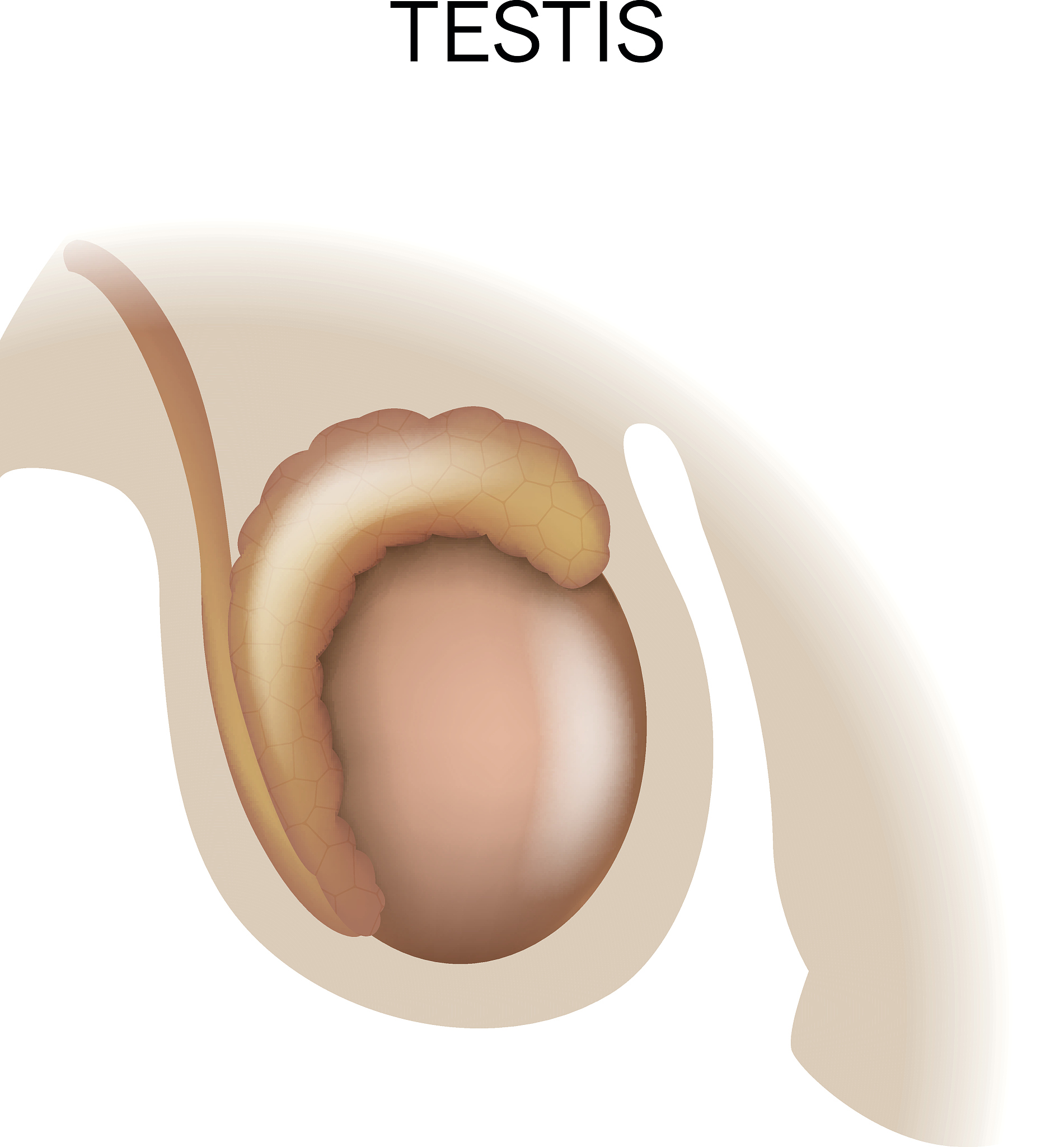 影响男性射精量的因素有哪些？