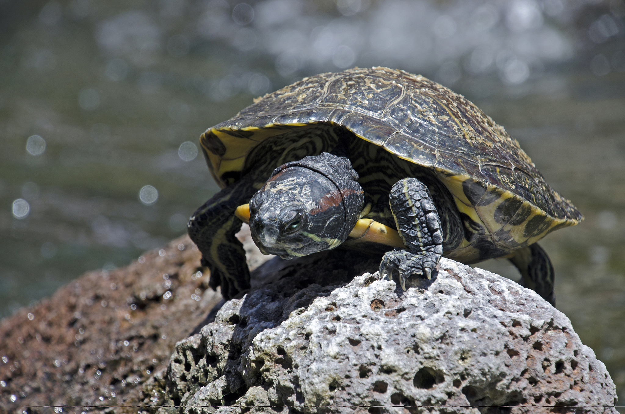 turtle