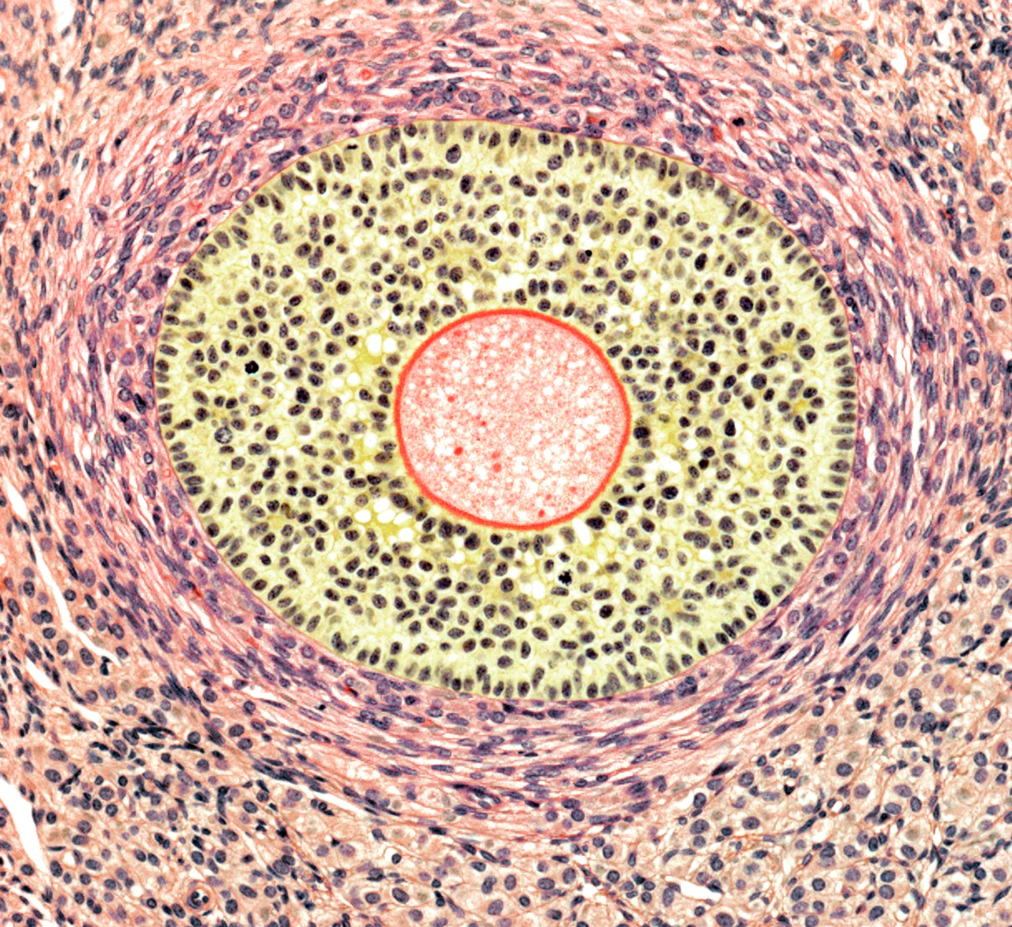 JOURNAL OF CELLULAR PHYSIOLOGY期刊研究内容详细介绍？