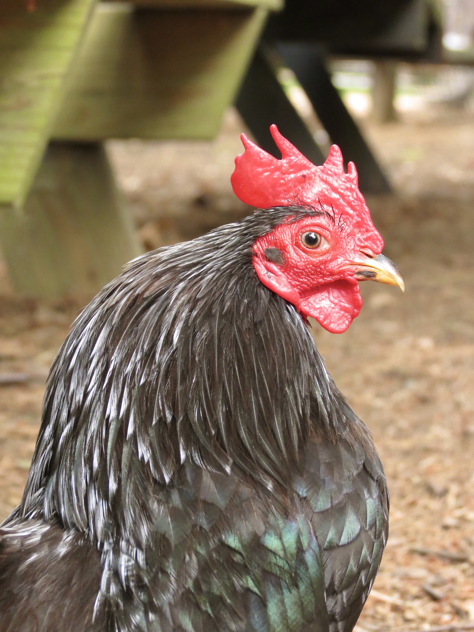 chicken