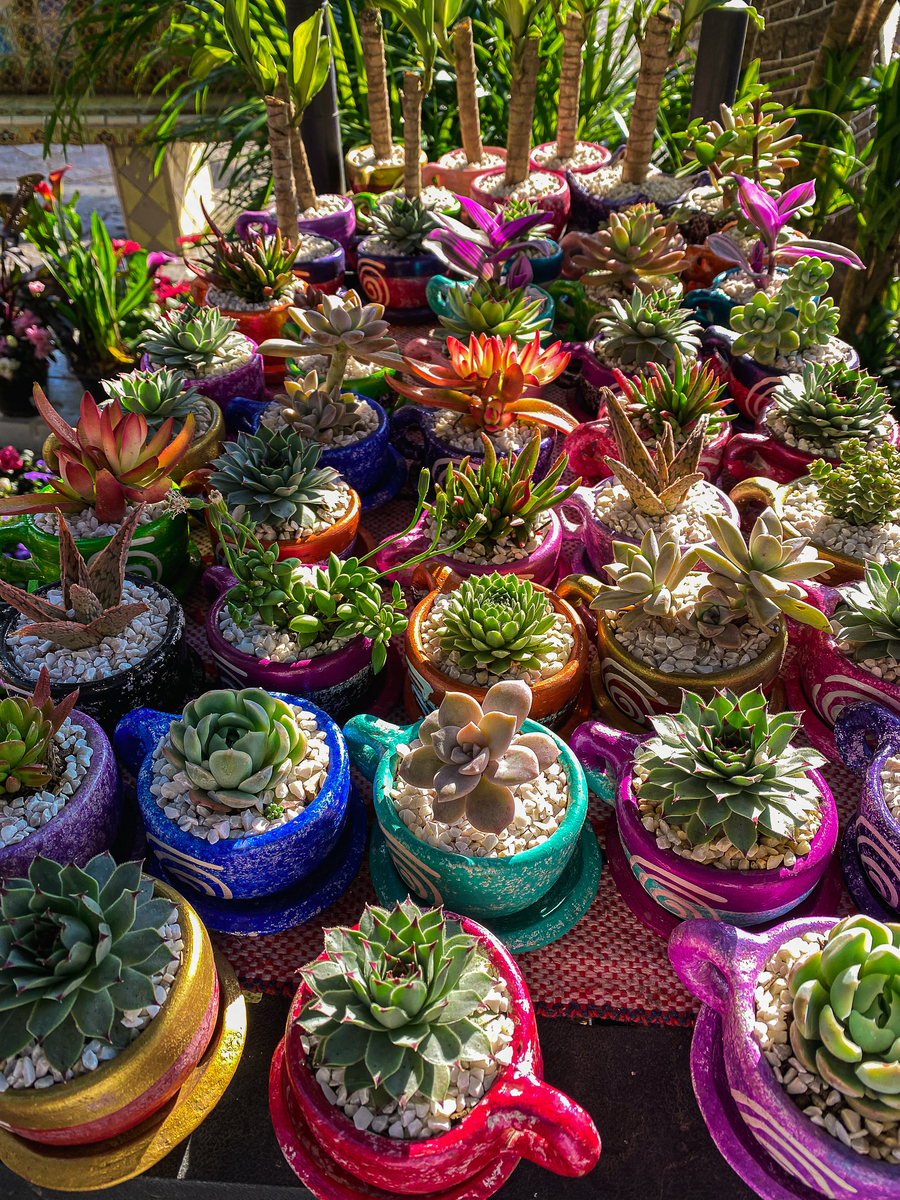 假期旅游多肉怎么办？这份养护攻略让你放心出游！