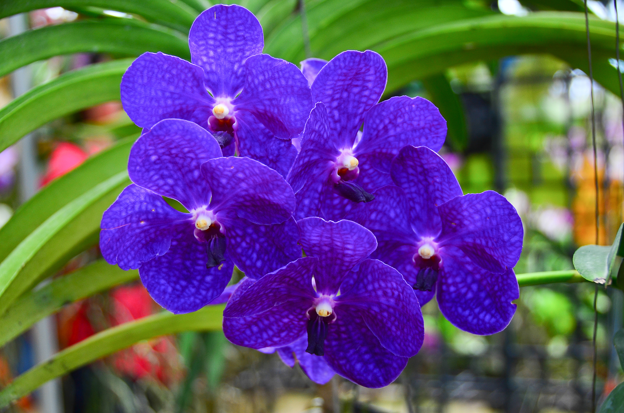 purple orchid