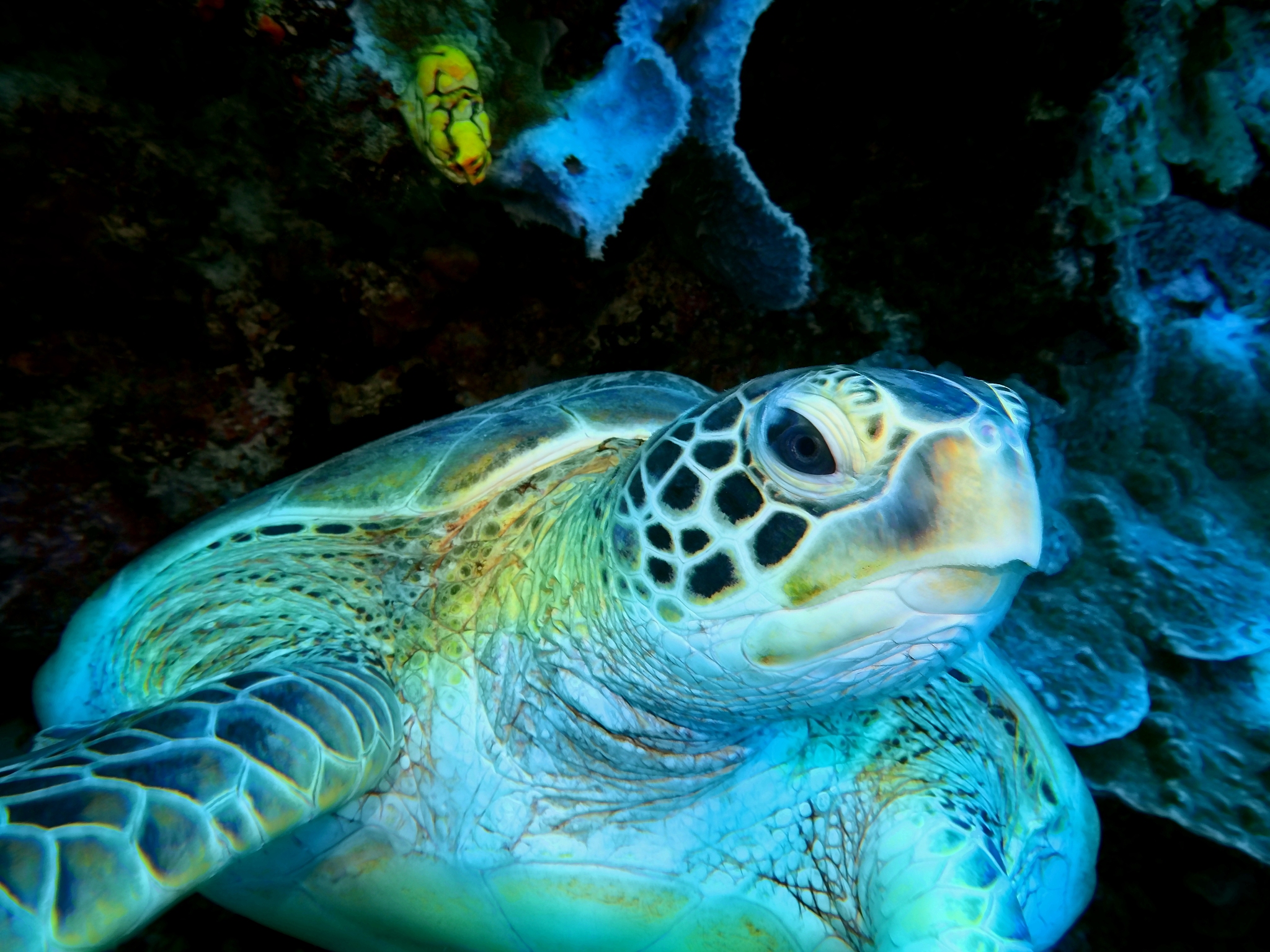 sea turtle
