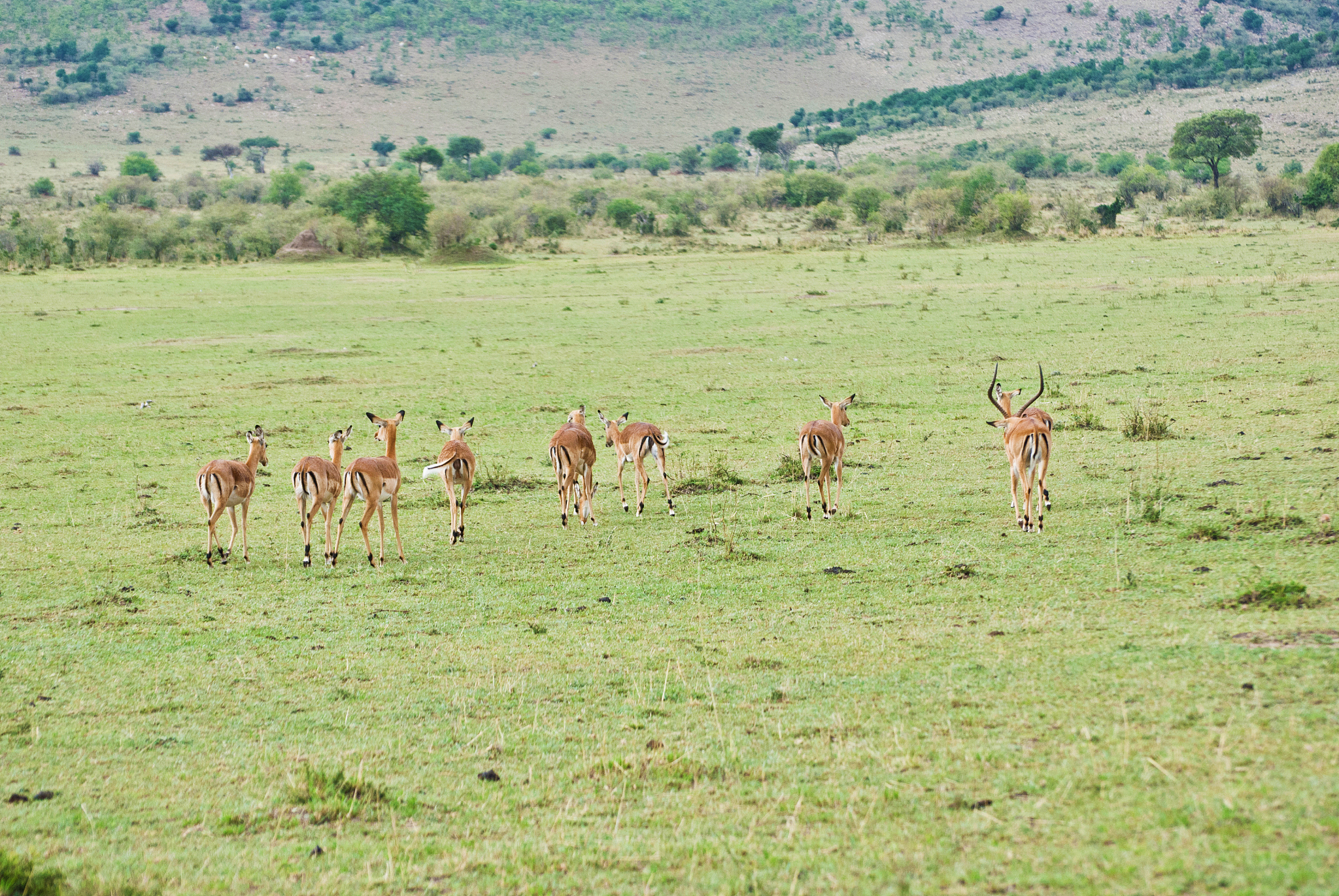 herd of thomson's gazelles aka tommies (eudorcas thomsonii) on d