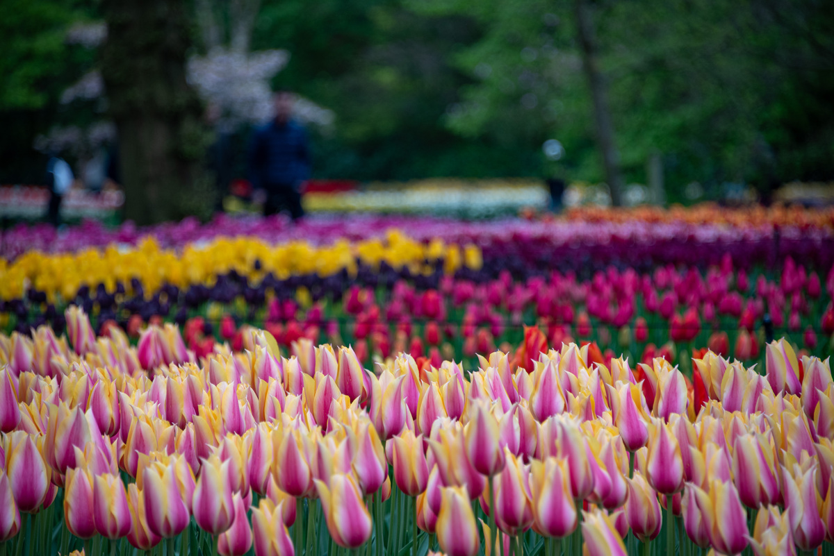 郁金香花海：荷兰春天最美景观，全球各地花海推荐