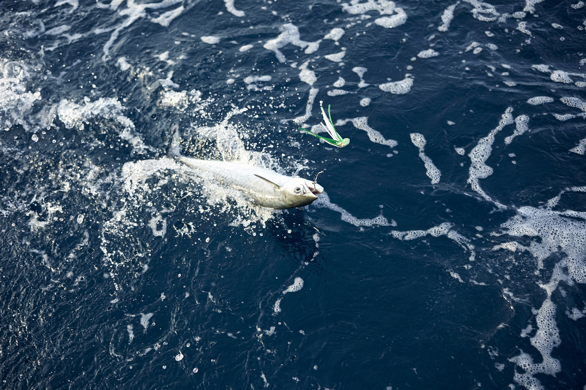 北极鲶鱼现状：数量稀少，捕捞限制，未来如何？
