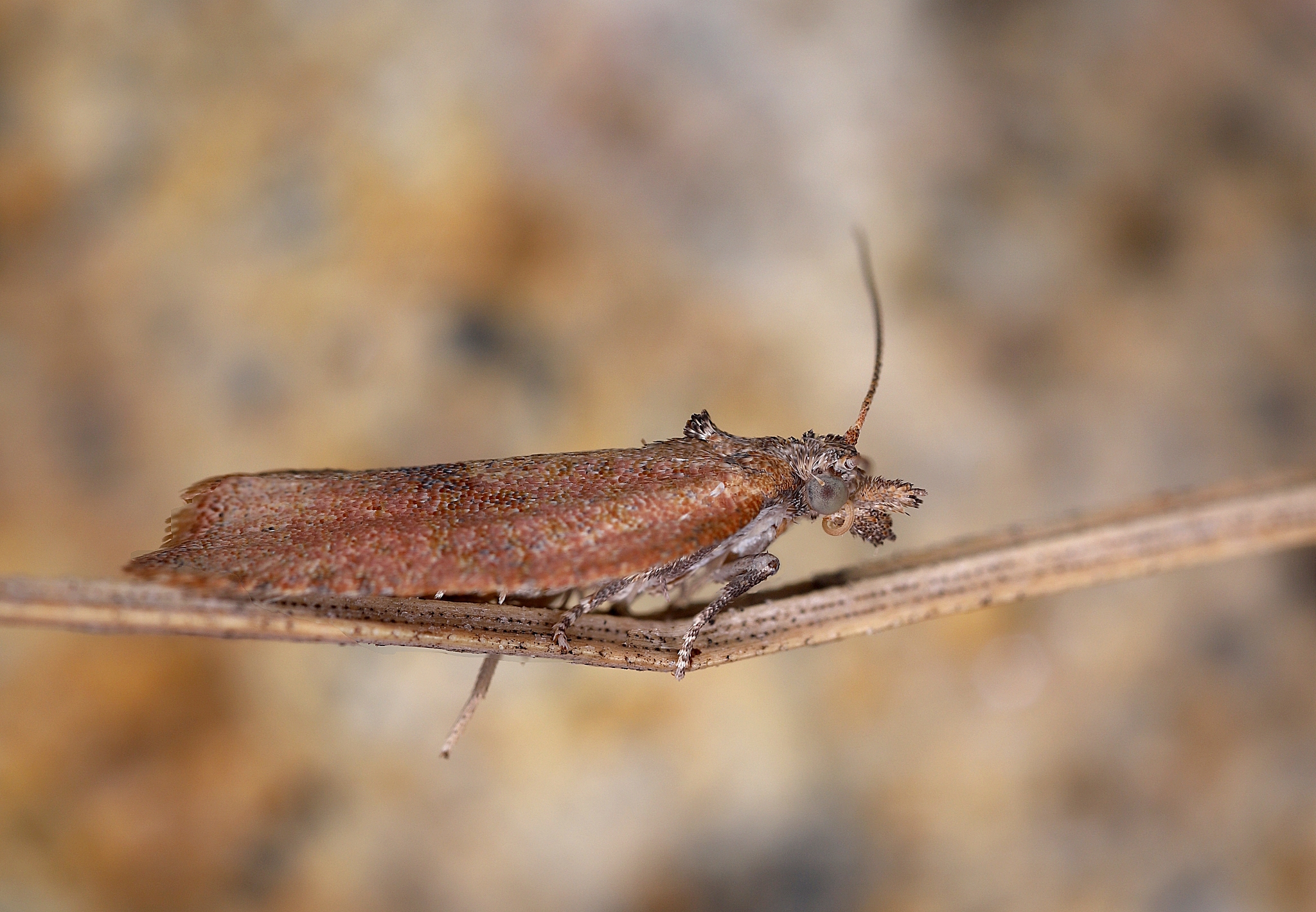 在农场选择一块水稻田随机调查200—250丛稻株上稻纵卷叶螟幼虫数量请把调查数据整理成频次分布表用频次分布法拟合稻纵卷叶螟幼虫符合哪种空间分布型。拟合泊松分布型和拟合负二项分布型两种。包括f理论和各个卡方值稻田面积为1亩假设随机调查200丛稻株得到以下数据： 幼虫数量 频次 -------- ---- 0 102 1 45 2 25