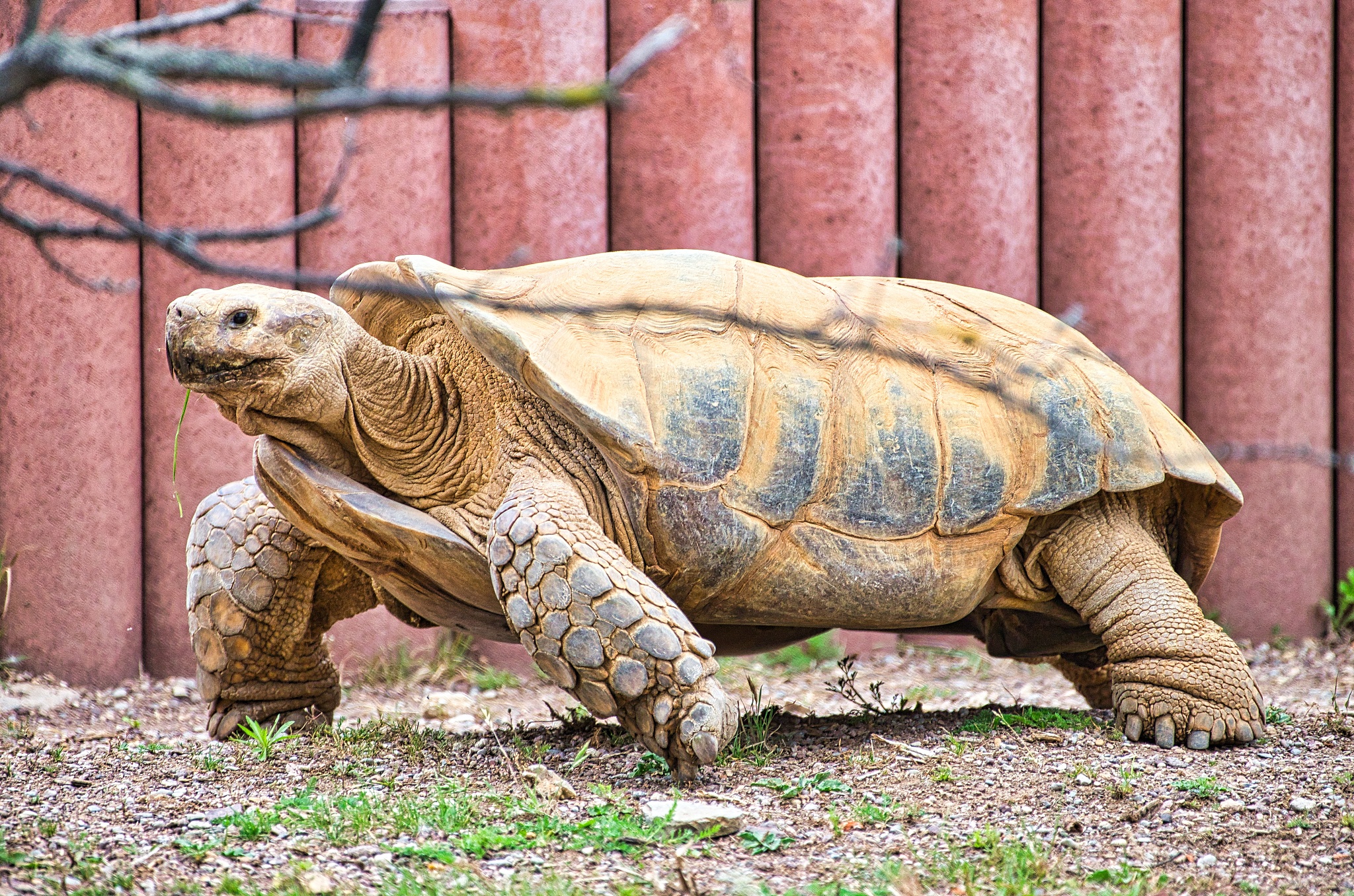 african tortoise seeks food in its territory